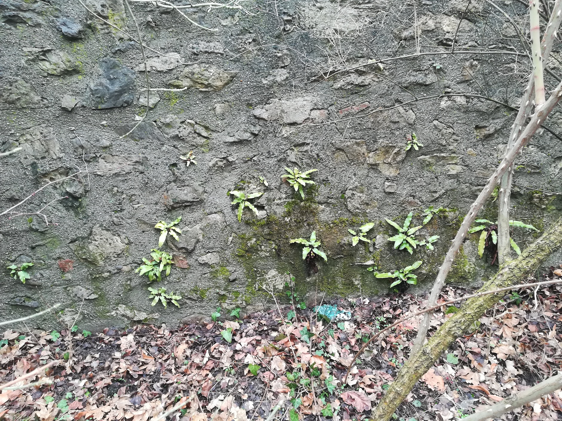 asplenium scolopendrium waldmühlgasse perchtoldsdorf_20210220_120832.jpg