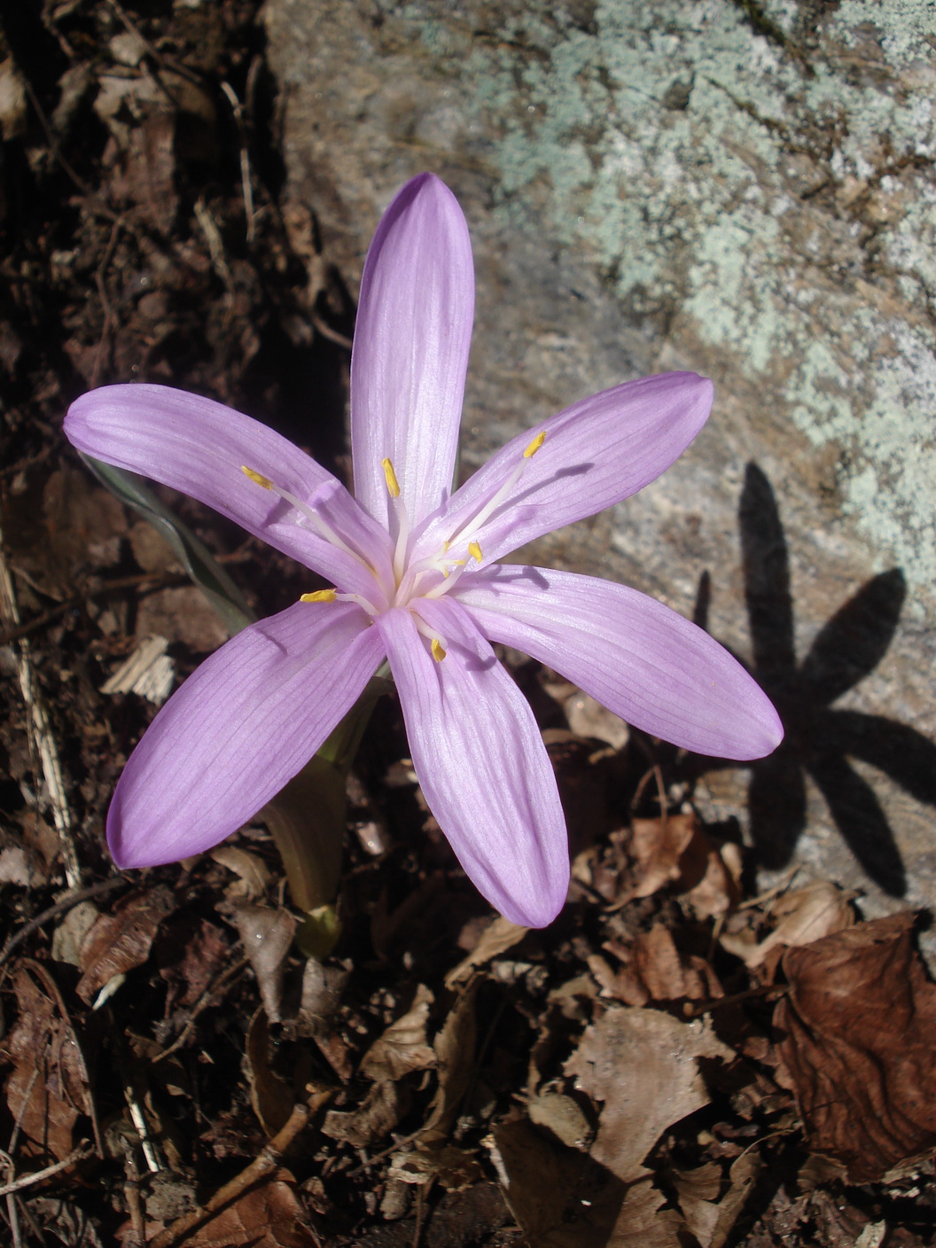 Colchicum.vernum.K-Gerlitzen.20.2.2021.JPG