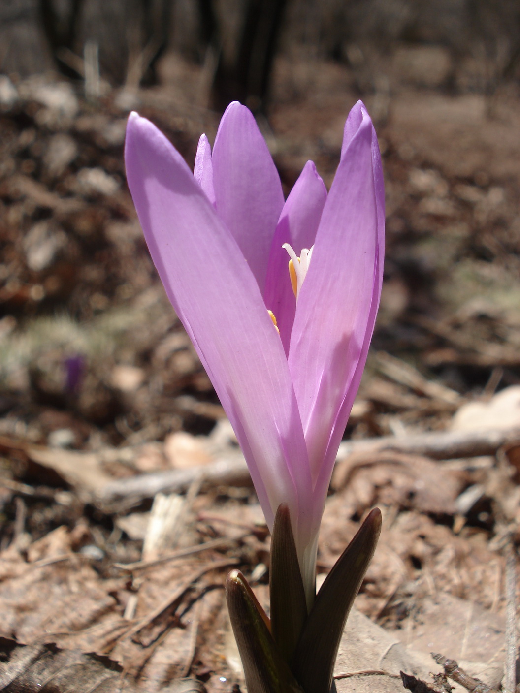 Colchicum.vernum.K-Gerlitzen 20.2.2021.JPG