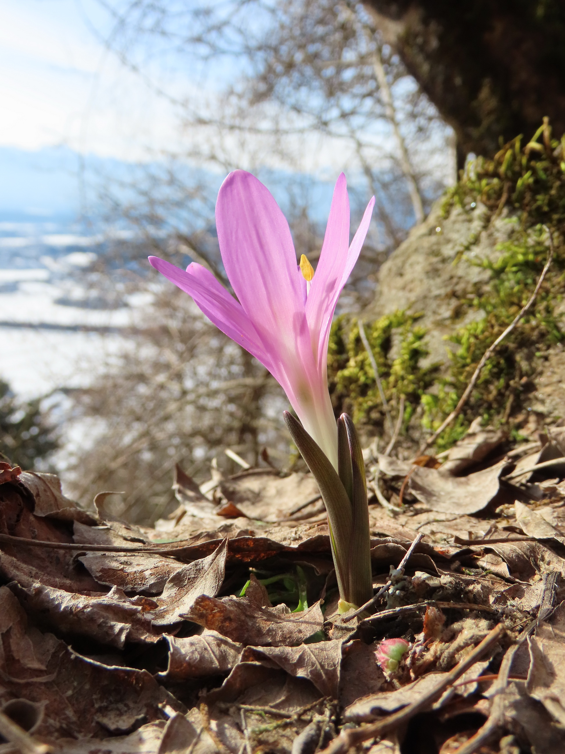 Colchicum.vernum.K-Gerlitzen .20.2.2021.A.Fröhlich.JPG