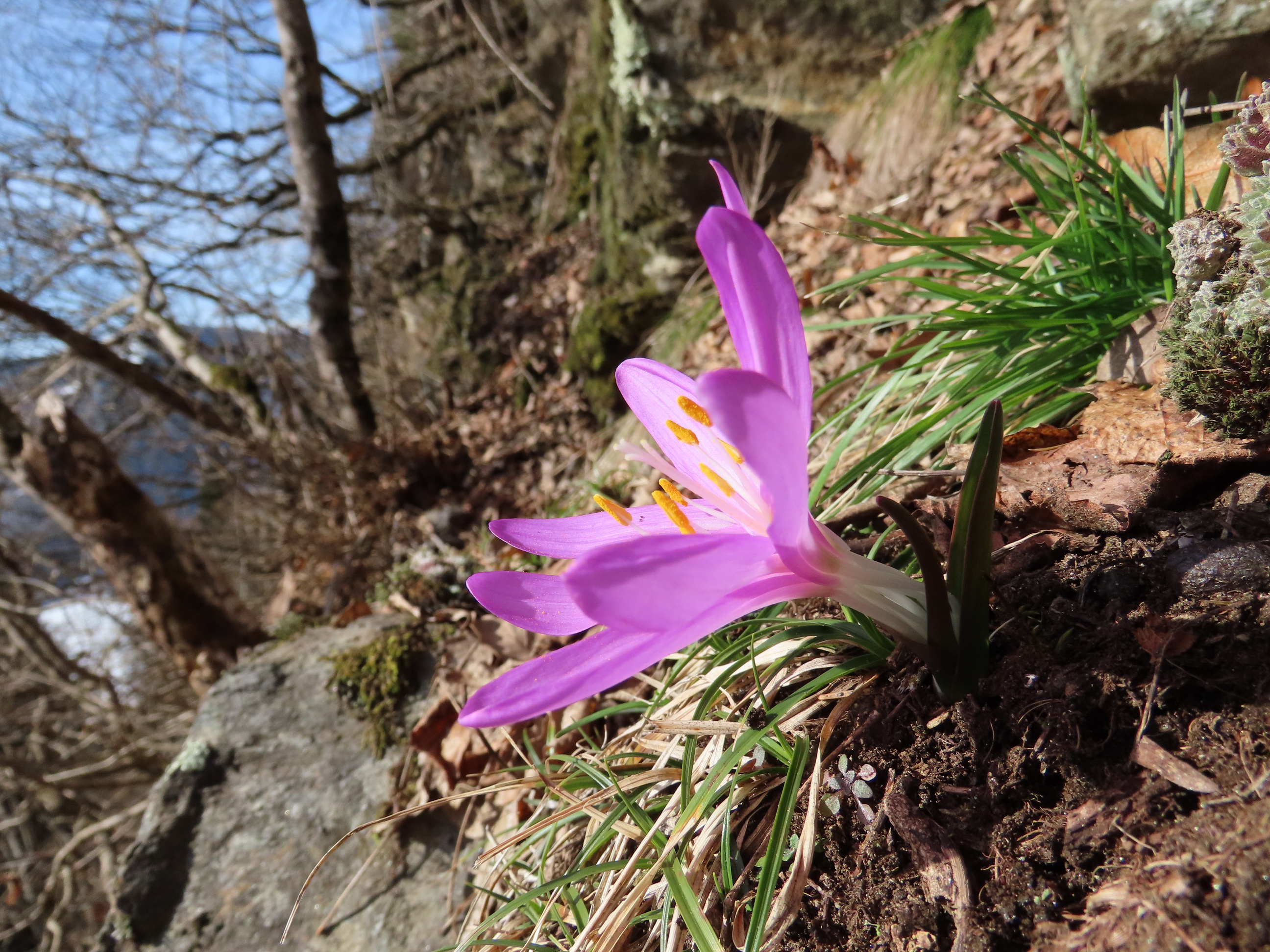 Colchicum.vernum.K-Gerlitzen.20.2.21.A.Fröhlich.JPG