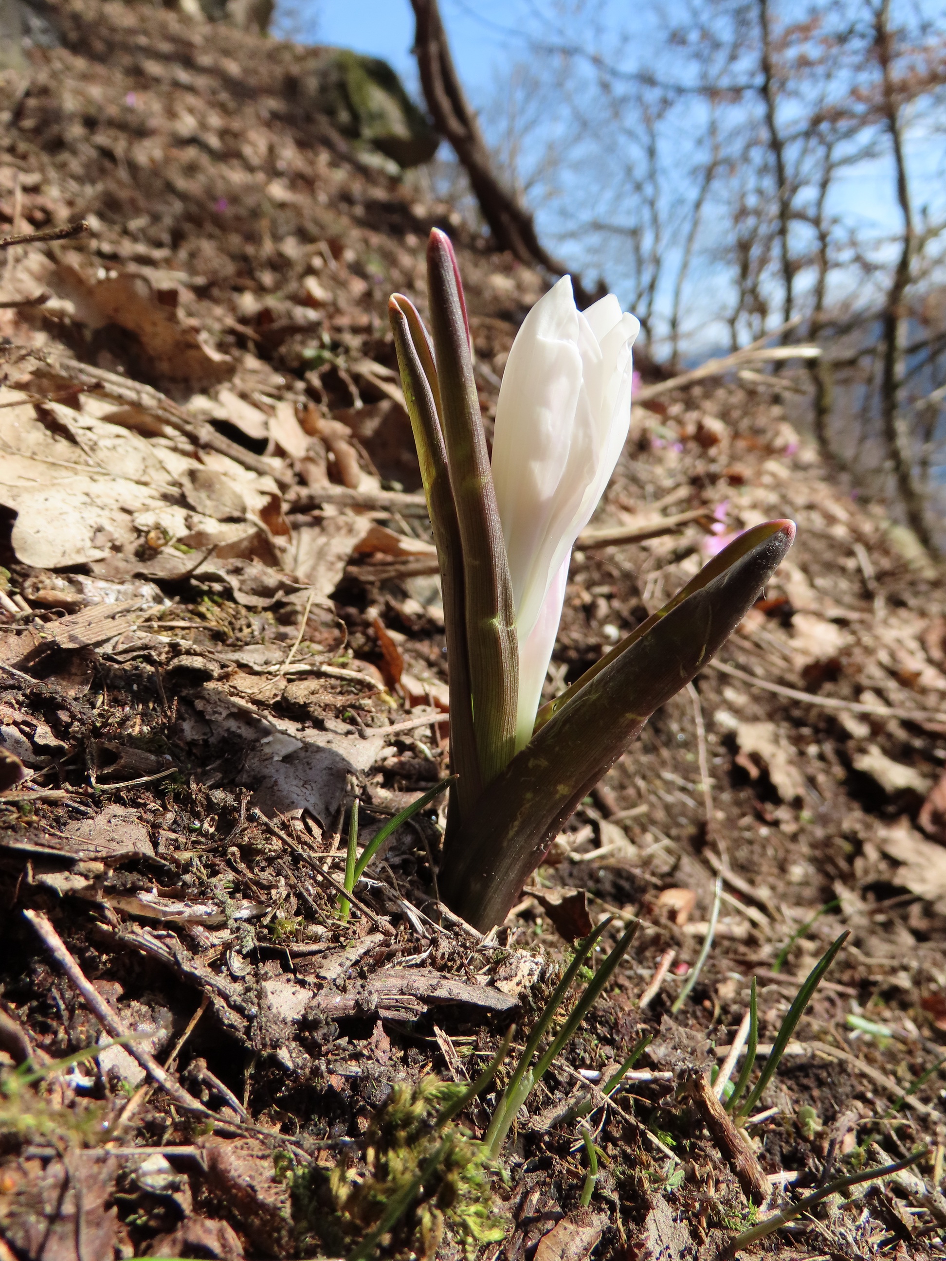 Colchicum.vernum.fo.albiflorum.K-Gerlitzen.20.2.2021.A.Fröhlich.JPG