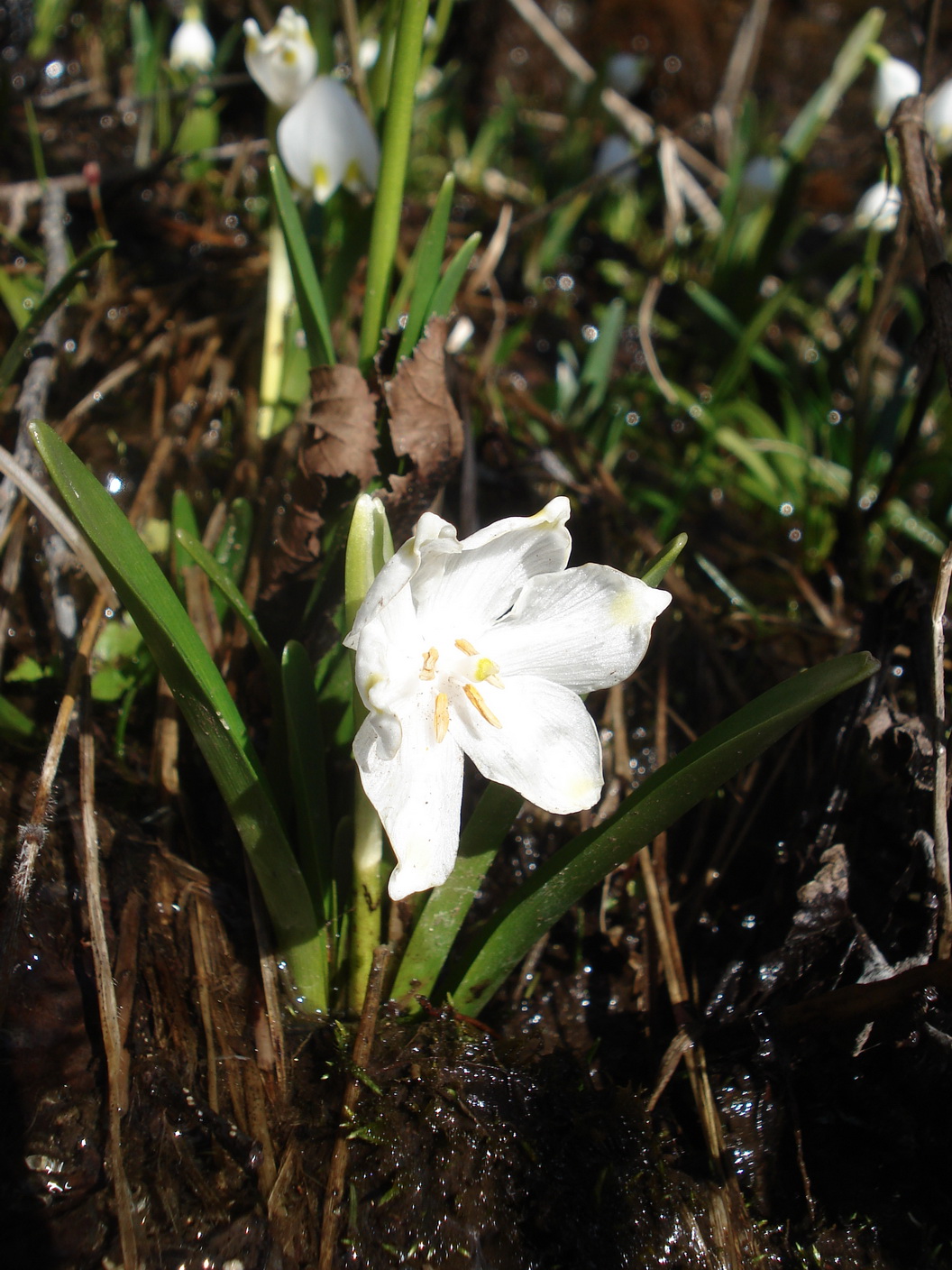 Leucojum.vernum.K-Gerlitzen.20.2.2021.JPG