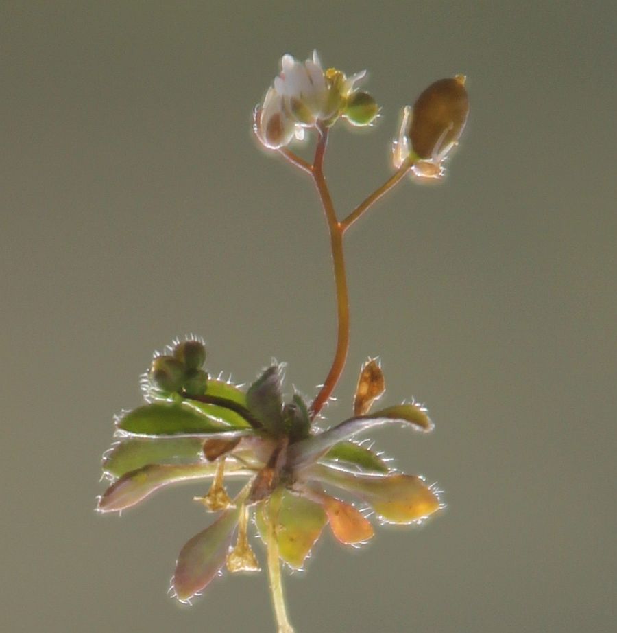 Draba praecox Traiskirchen Bahnwaerterhaeuschen_20210223_06.jpg