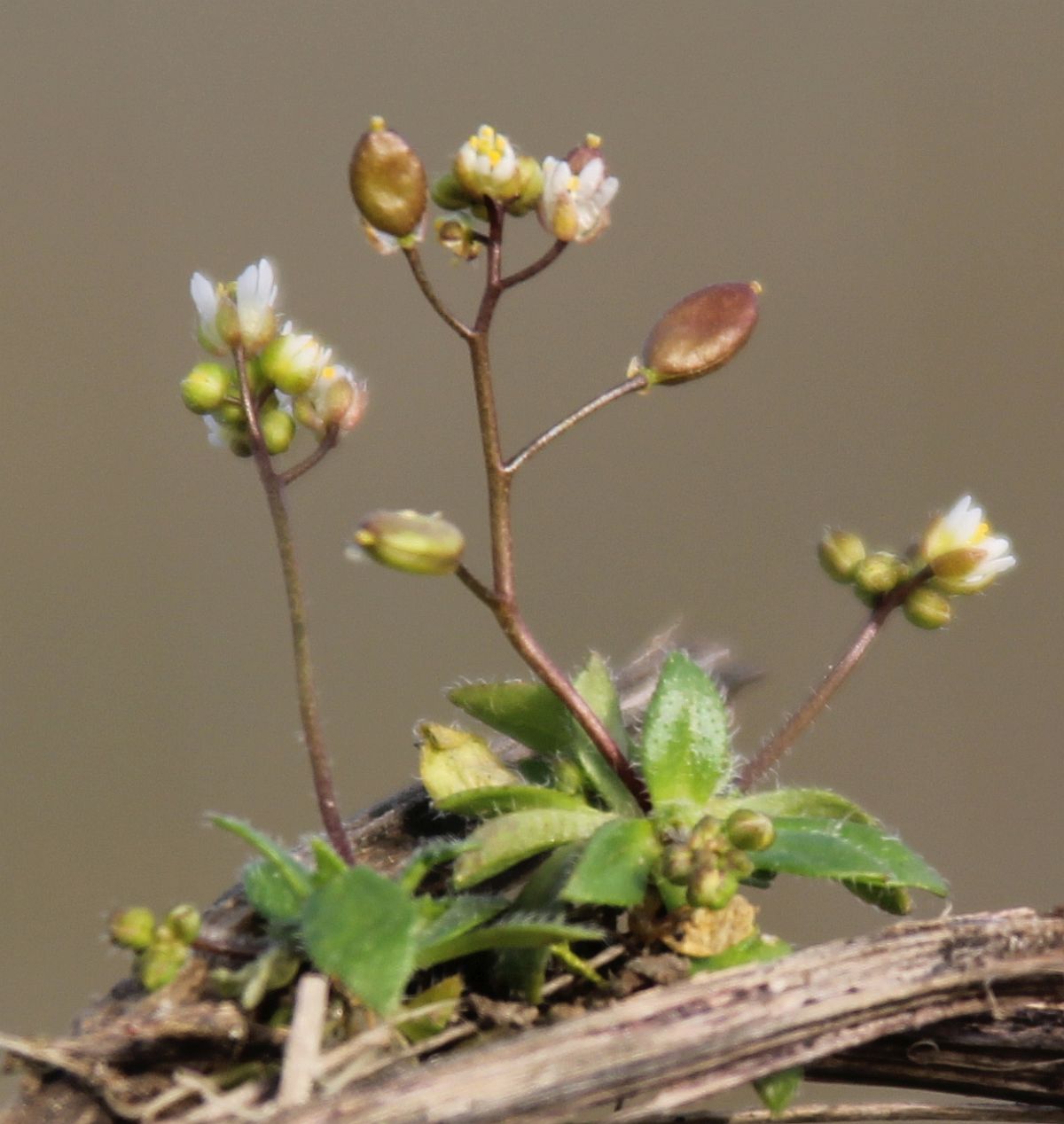 Draba praecox Traiskirchen Bahnwaerterhaeuschen_20210223_57.jpg