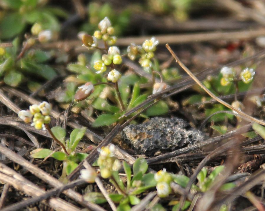 Draba praecox Traiskirchen Bahnwaerterhaeuschen_20210223_14.jpg