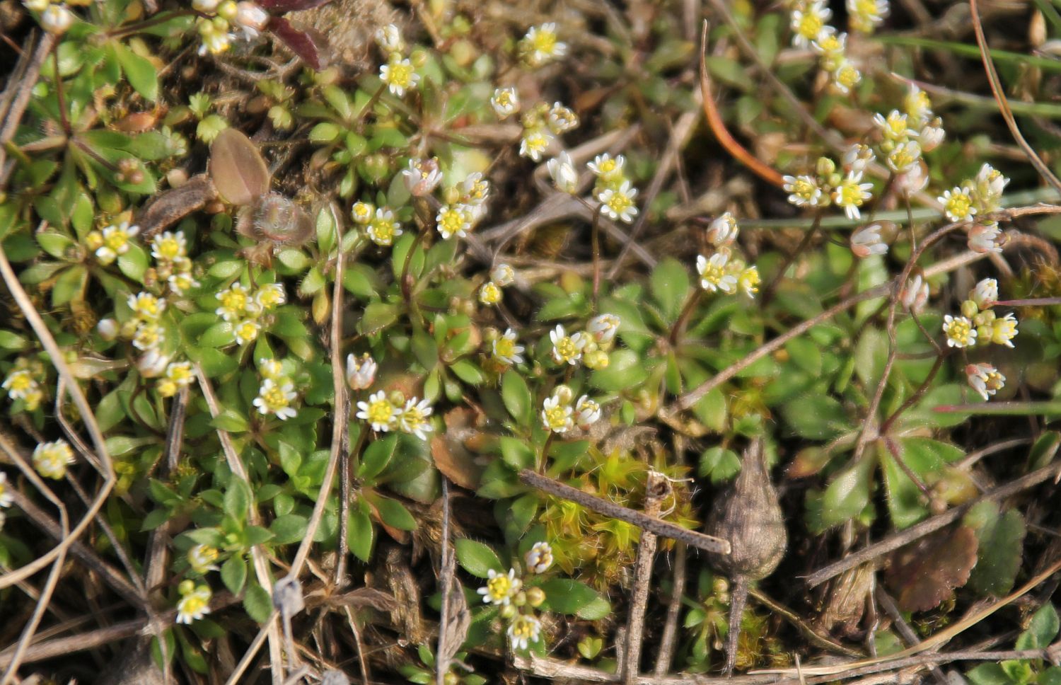 Draba praecox Traiskirchen Bahnwaerterhaeuschen_20210223_23.jpg