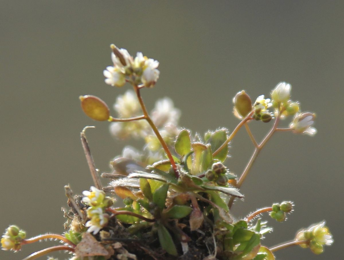 Draba praecox Traiskirchen Bahnwaerterhaeuschen_20210223_38.jpg