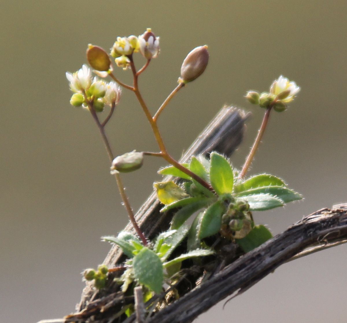 Draba praecox Traiskirchen Bahnwaerterhaeuschen_20210223_52.jpg