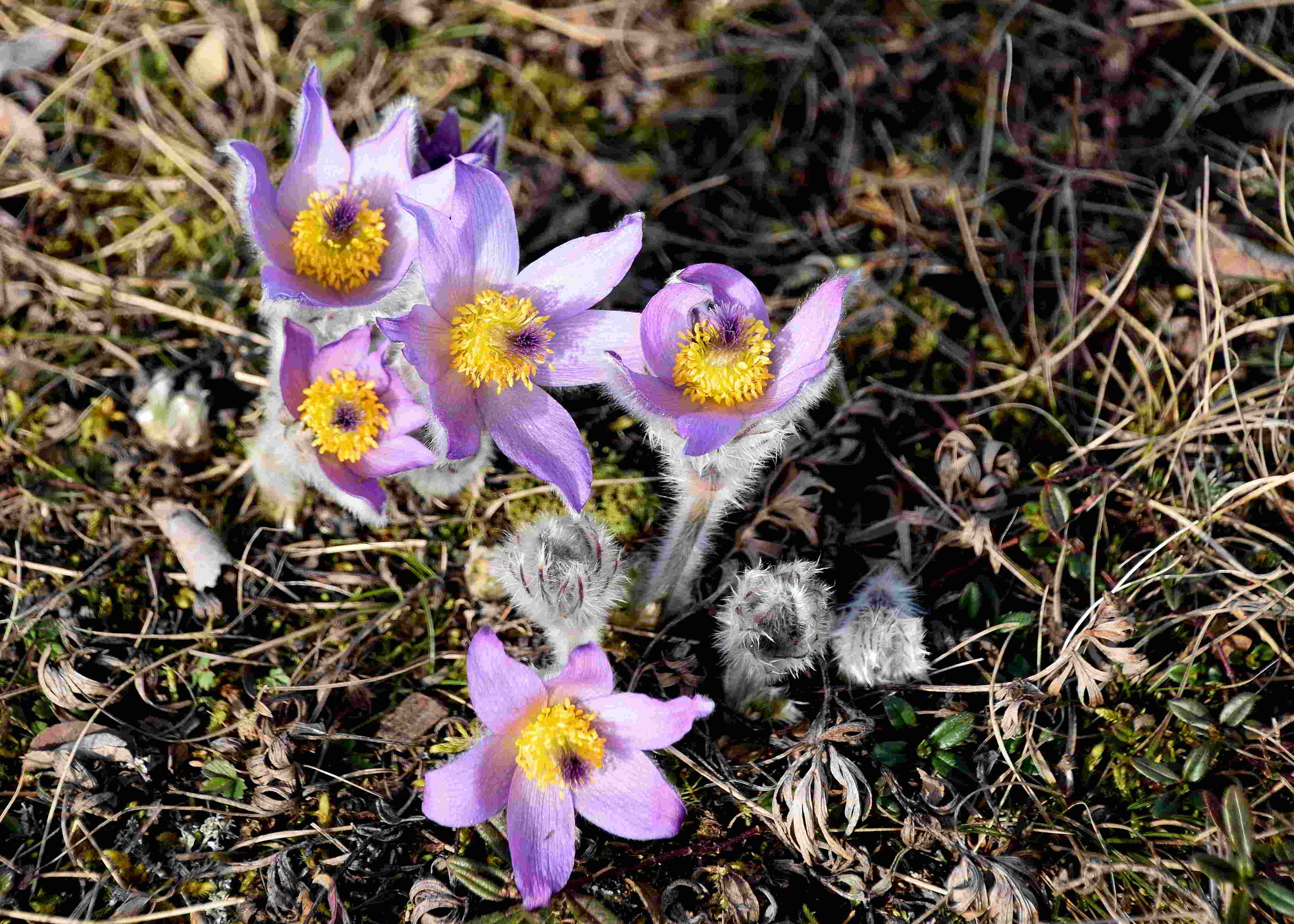 Perchtoldsdorf - (10) - 24022021 - Pulsatilla grandis - Groß-Küchenschelle.JPG