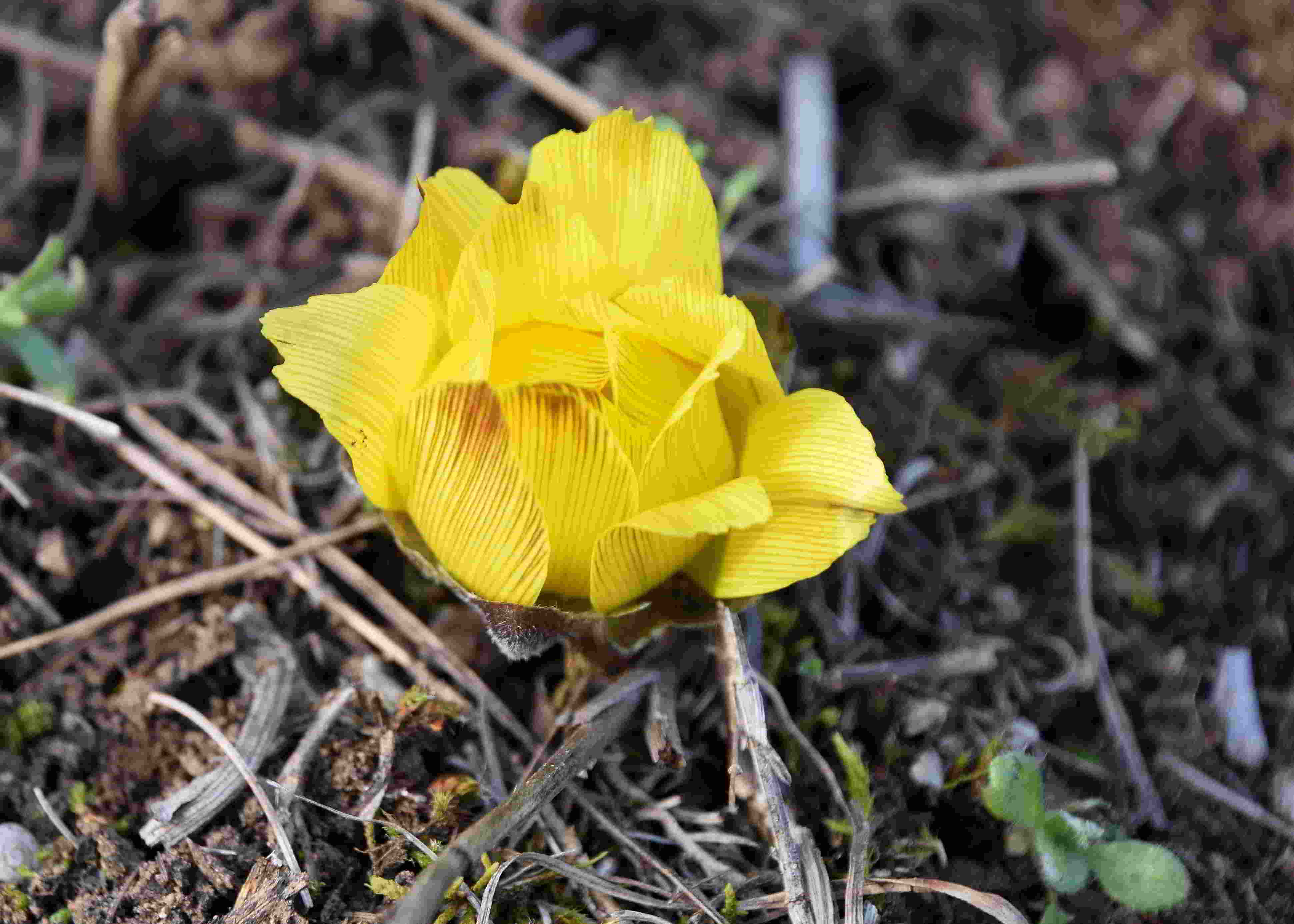 Perchtoldsdorf - (27) -  24022021 - Adonis  vernalis - Frühlings-Adonis.JPG