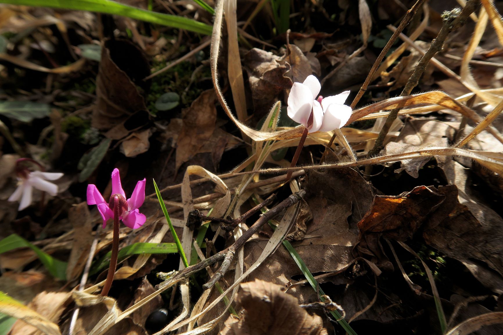 02.24 Alter Steinbruch Tirolerhof Gießhübl Cyclamen coum Schwarzmeerzyklame, auch weiß blühend, Alter Steinbruch Tirolerhof 24.02.2021 C5XS (2).JPG