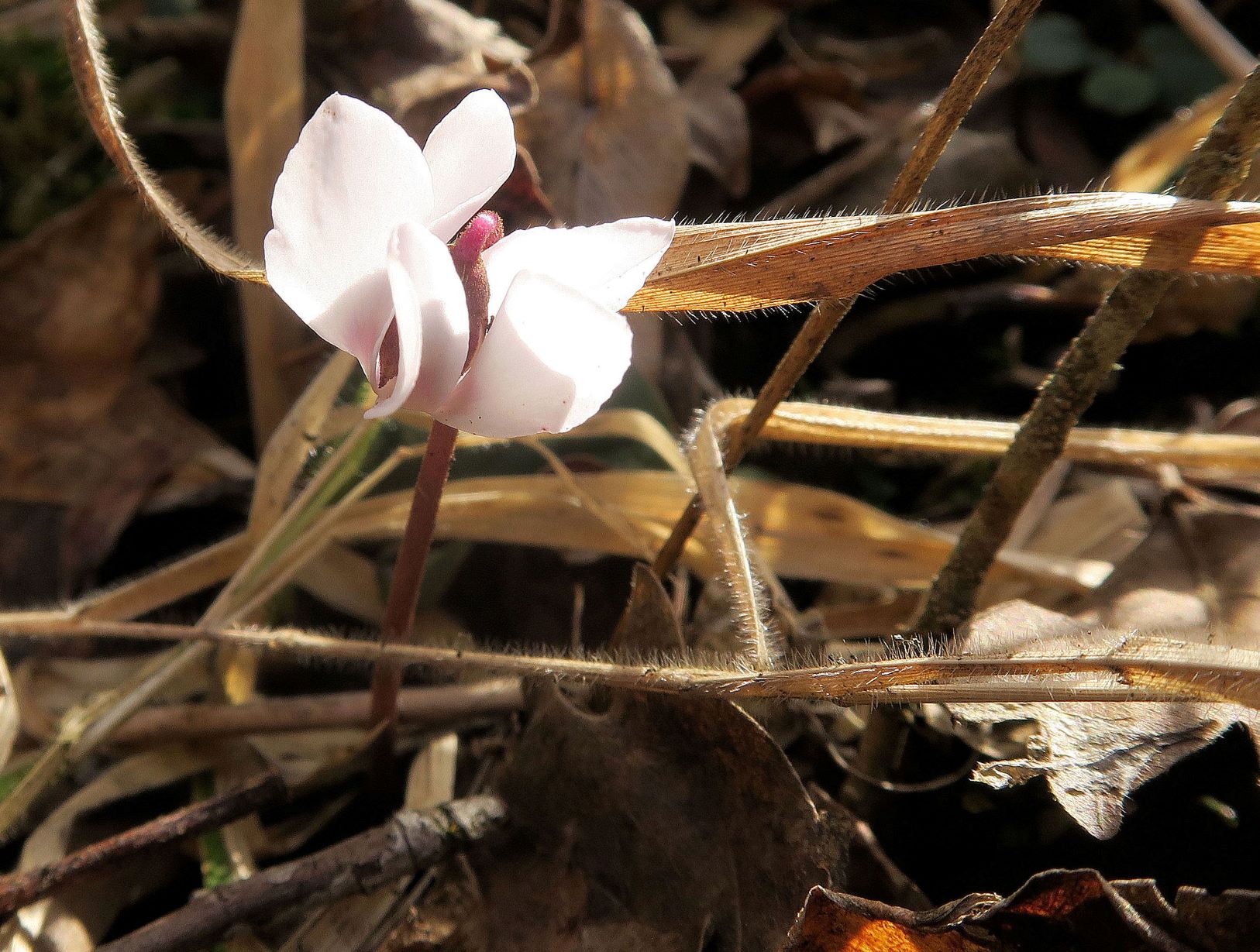 02.24 Alter Steinbruch Tirolerhof Gießhübl Cyclamen coum Schwarzmeerzyklame, weiß blühend, Alter Steinbruch Tirolerhof 24.02.2021 C5XS (3).JPG