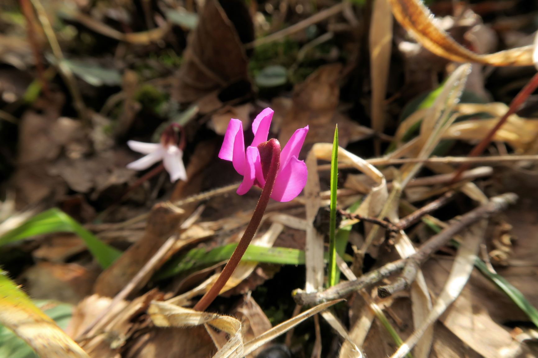 02.24 Alter Steinbruch Tirolerhof Gießhübl Cyclamen coum Schwarzmeerzyklame, auch weiß blühend, Alter Steinbruch Tirolerhof 24.02.2021 C5XS (4).JPG