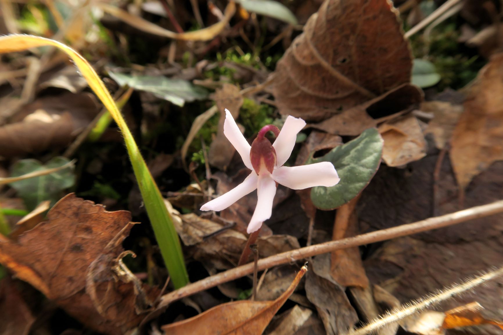 02.24 Alter Steinbruch Tirolerhof Gießhübl Cyclamen coum Schwarzmeerzyklame, auch weiß blühend, Alter Steinbruch Tirolerhof 24.02.2021 C5XS (7).JPG