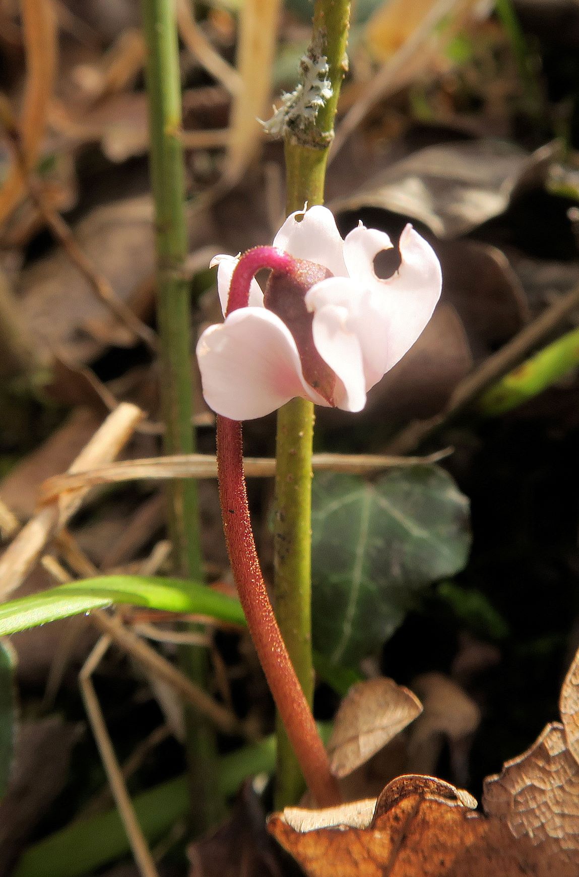 02.24 Alter Steinbruch Tirolerhof Gießhübl Cyclamen coum Schwarzmeerzyklame, auch weiß blühend, Alter Steinbruch Tirolerhof 24.02.2021 C5XS (6).JPG