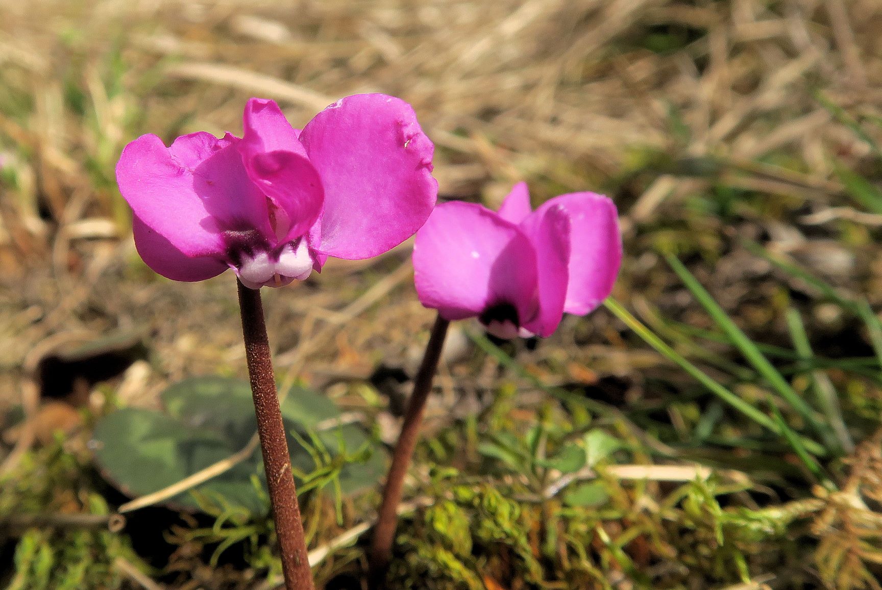 02.24 Alter Steinbruch Tirolerhof Gießhübl Cyclamen coum Schwarzmeerzyklame, Alter Steinbruch Tirolerhof 24.02.2021 C5XS (7).JPG