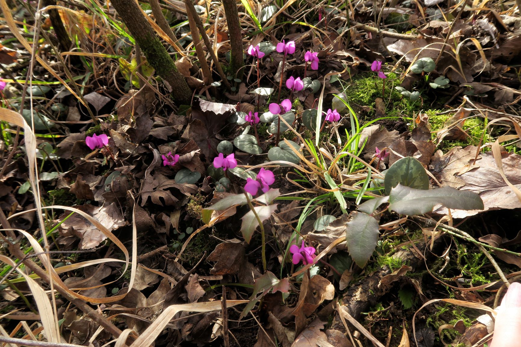 02.24 Alter Steinbruch Tirolerhof Gießhübl Cyclamen coum Schwarzmeerzyklame, Alter Steinbruch Tirolerhof 24.02.2021 C5XS (1).JPG