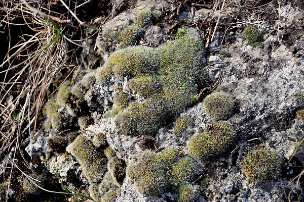 Perchtoldsdorf - (7) - kleine Heide - 24022021 - Moos unbestimmt.JPG