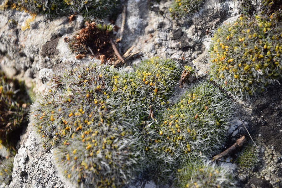 Perchtoldsdorf - (8) - kleine Heide - 24022021 - Moos unbestimmt.JPG