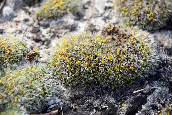 Perchtoldsdorf - (9) - kleine Heide - 24022021 - Moos unbestimmt.JPG