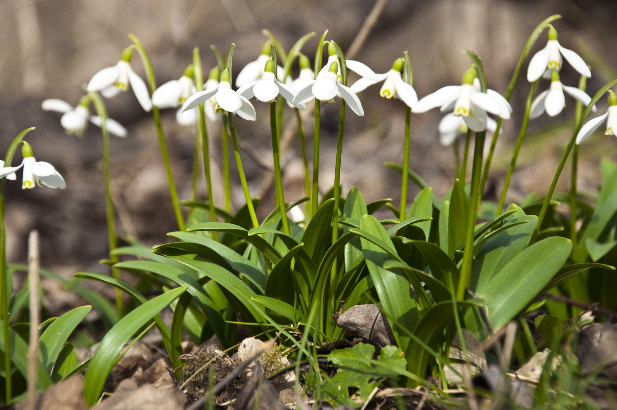 _DSC1453 Galanthus_bearbeitet__.jpg