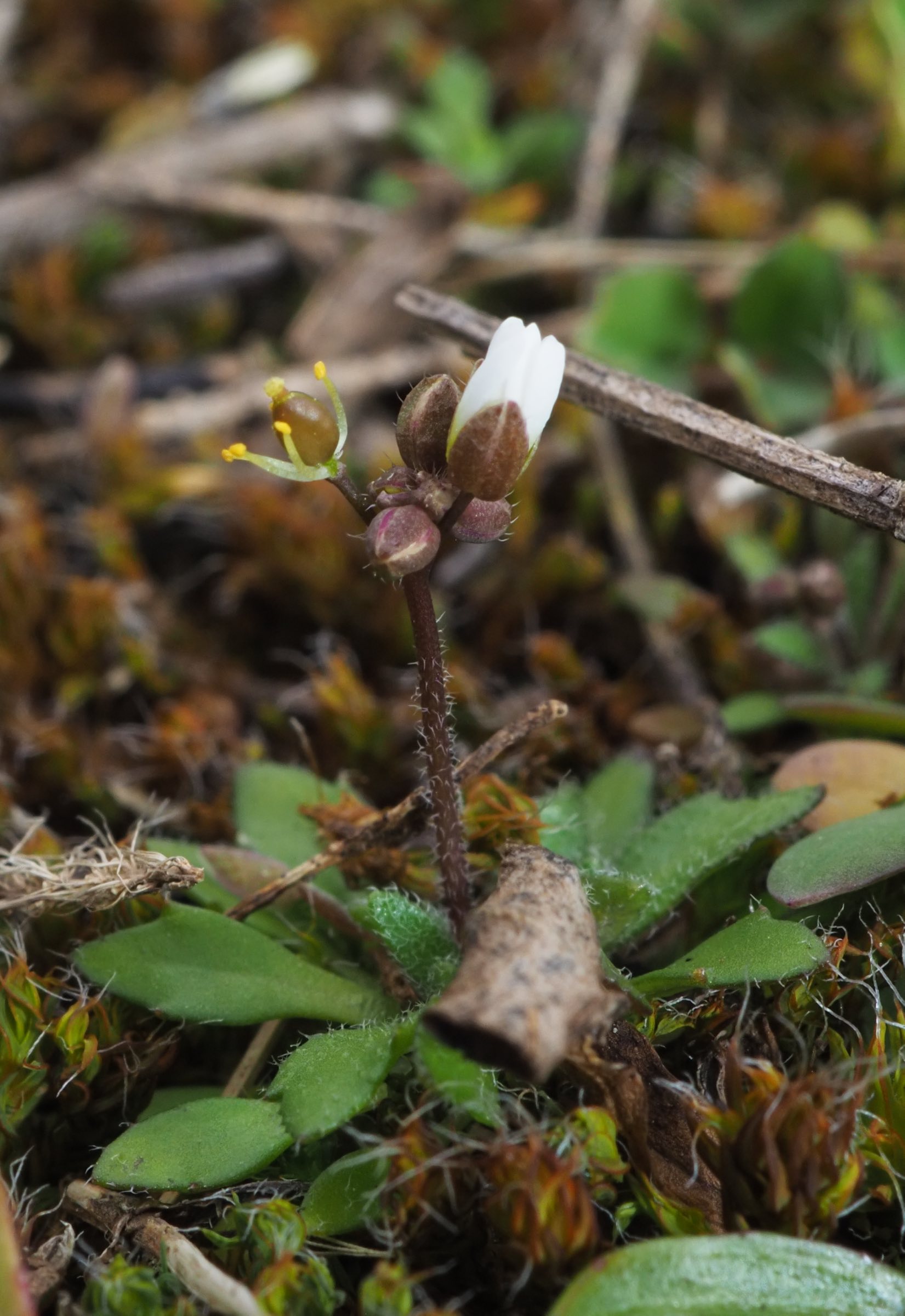 Donauinsel - Draba boerhaavii Frkn-Ind - runder Fruchtknoten.jpg