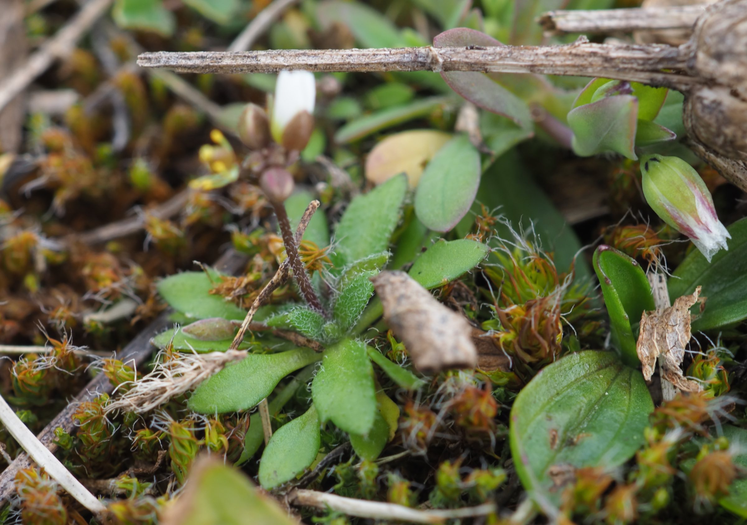 Donauinsel - Draba boerhaavii Frkn-Ind - Gabelhaare + Sternhaare.jpg