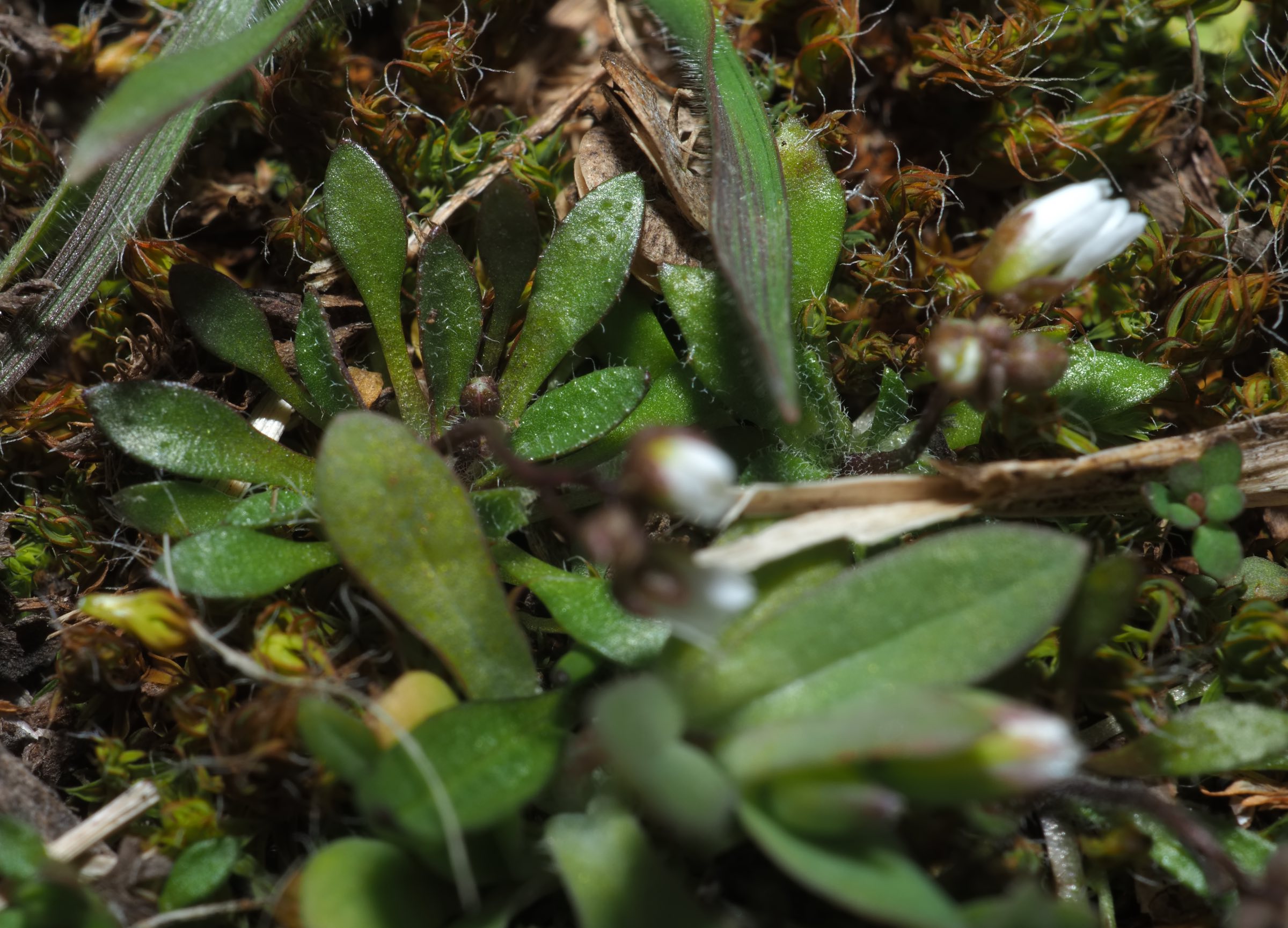 Donauinsel - Draba boerhaavii - überwiegend Gabelhaare.jpg