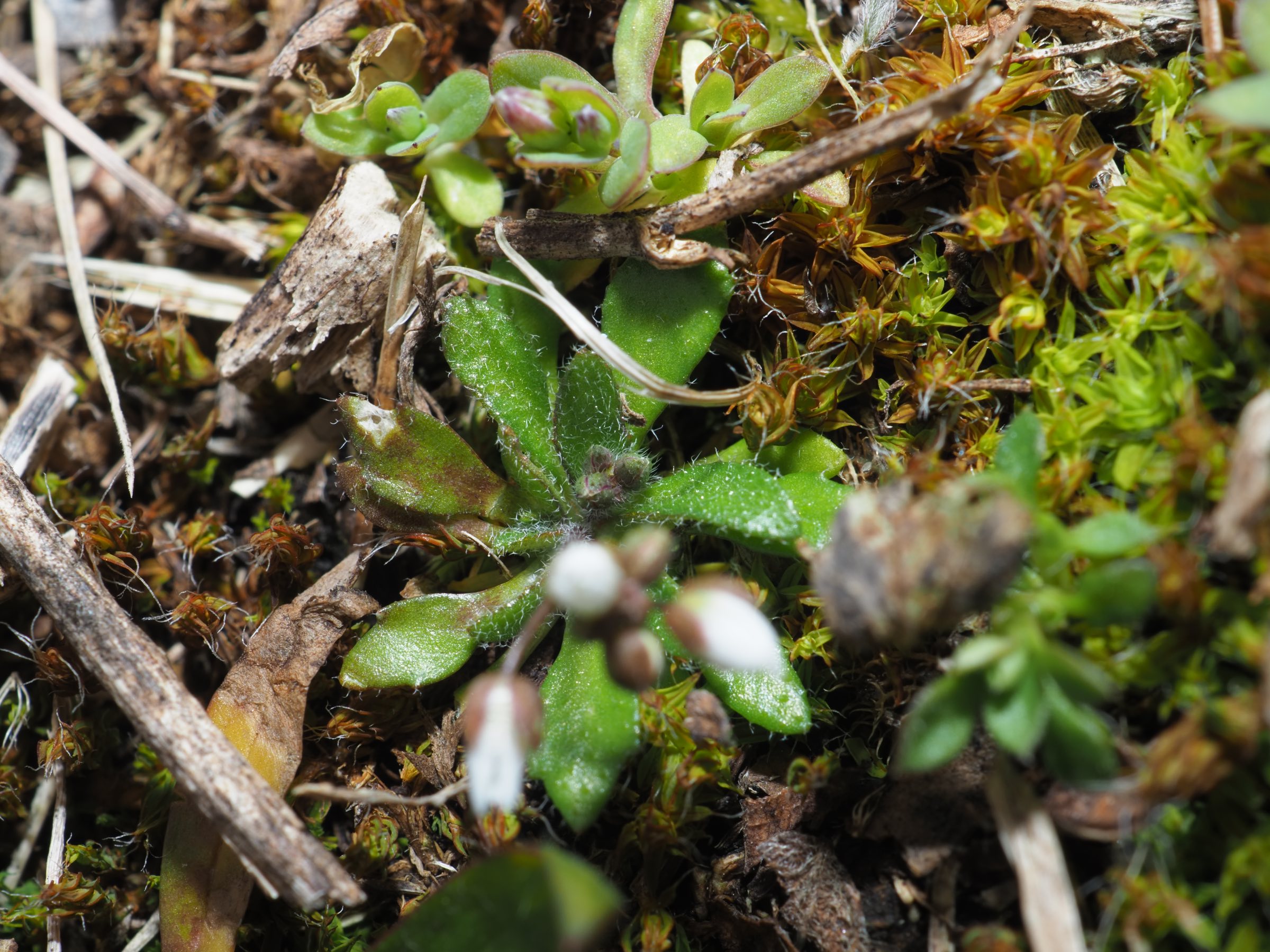 Donauinsel - Draba boerhaavii - überwiegend 3str Sternhaare.jpg