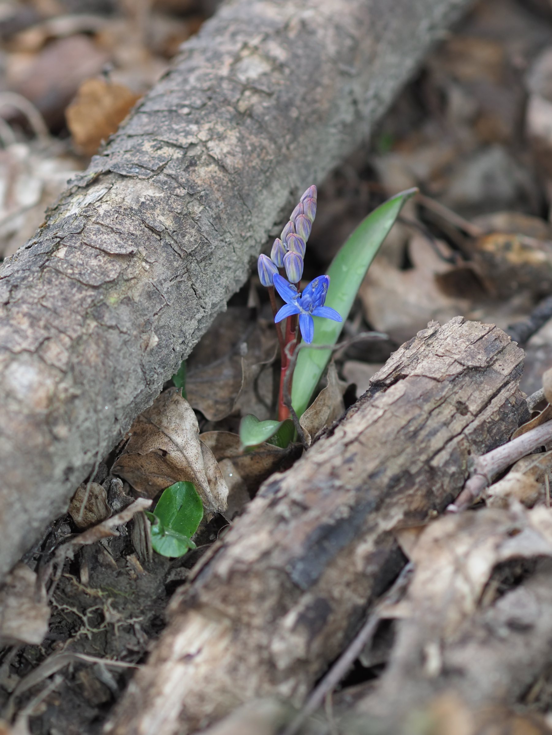 Mannswörth - Scilla vindobonensis.jpg