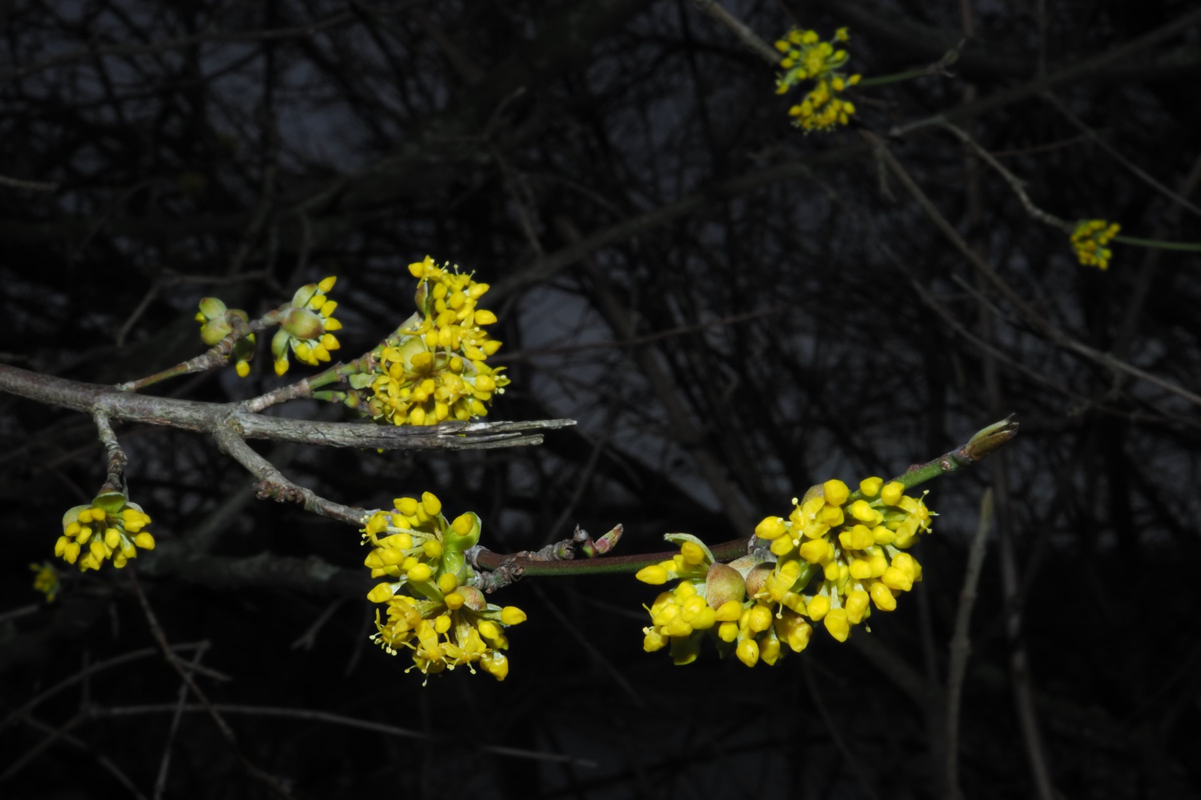 Donauinsel - Cornus mas.jpg