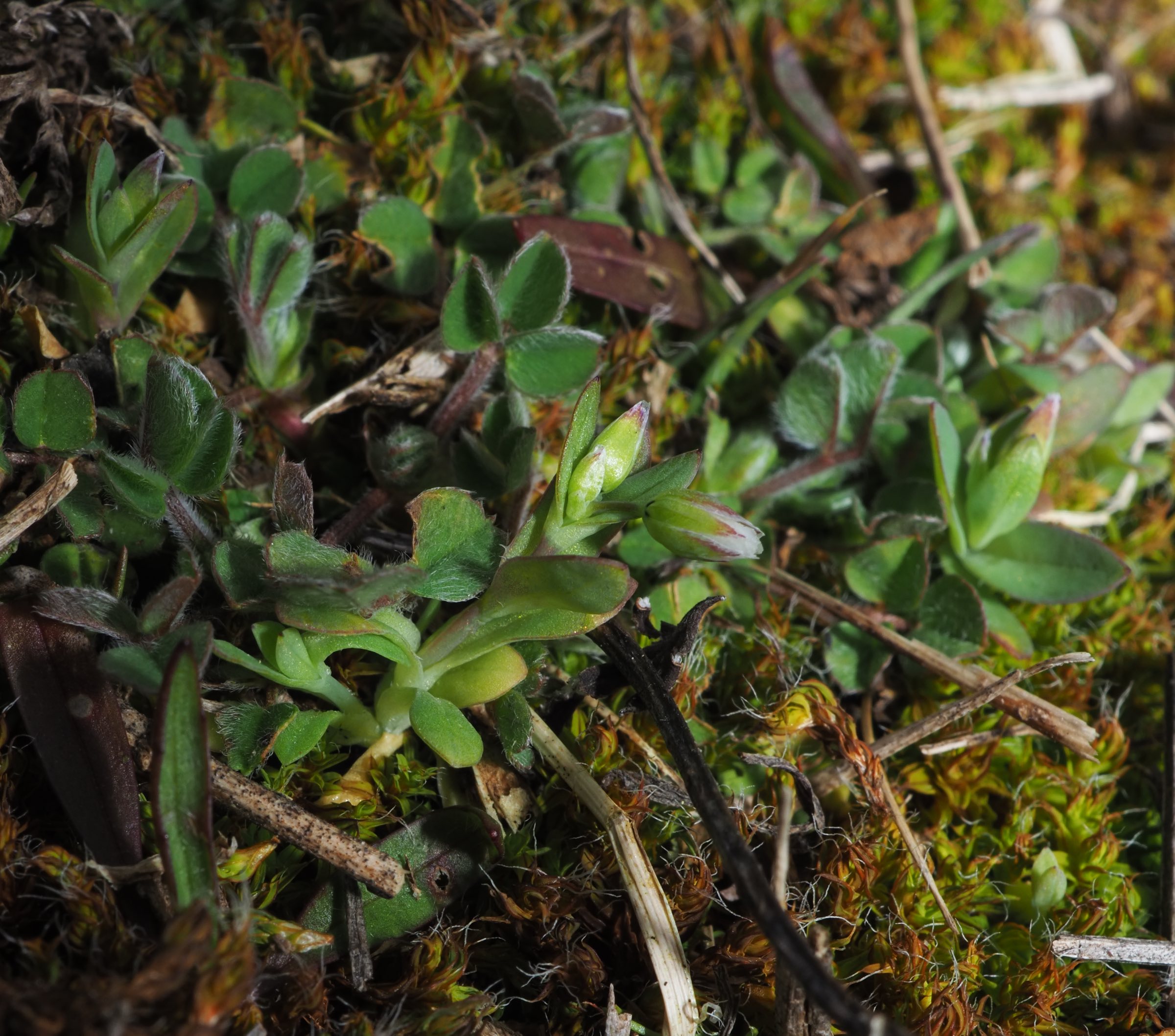 Donauinsel - Holosteum umbellatum.jpg