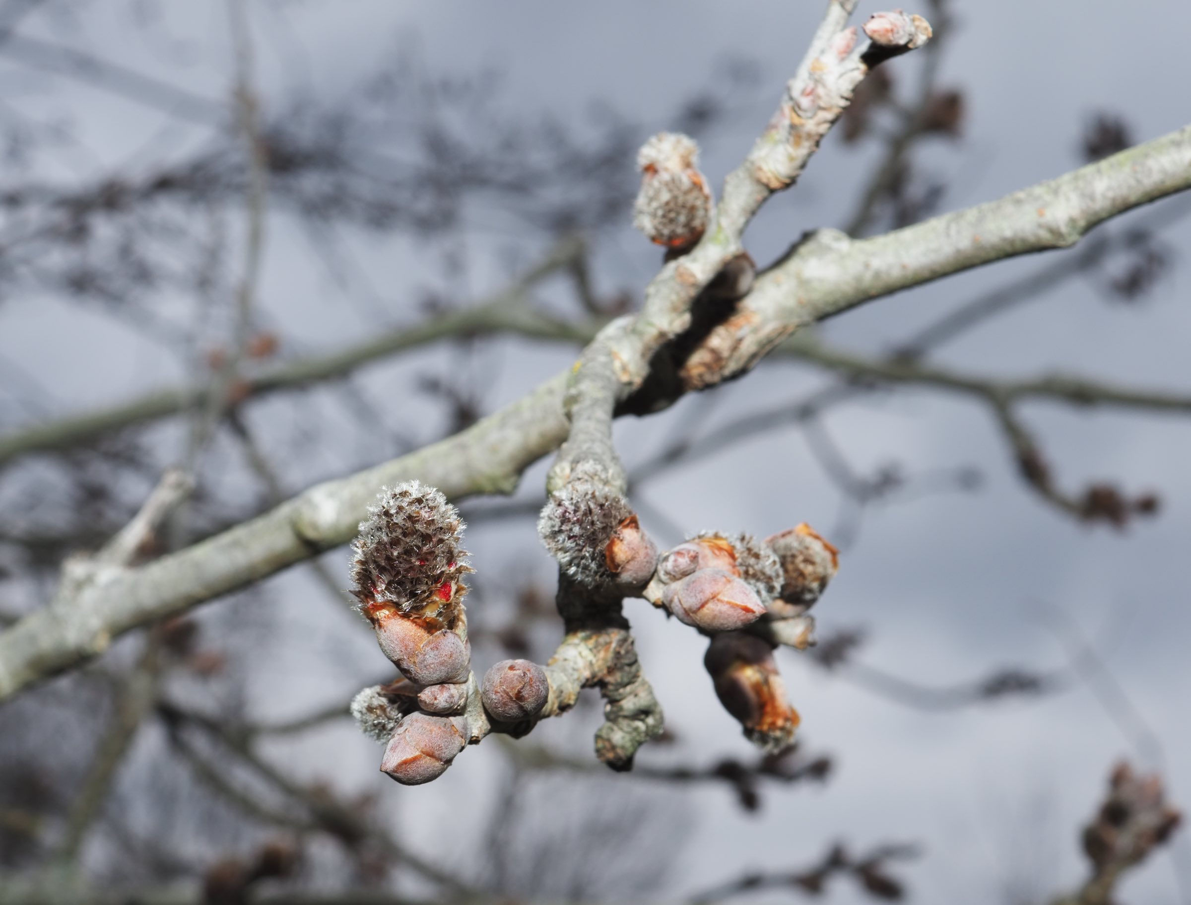 Donauinsel - Populus alba.jpg