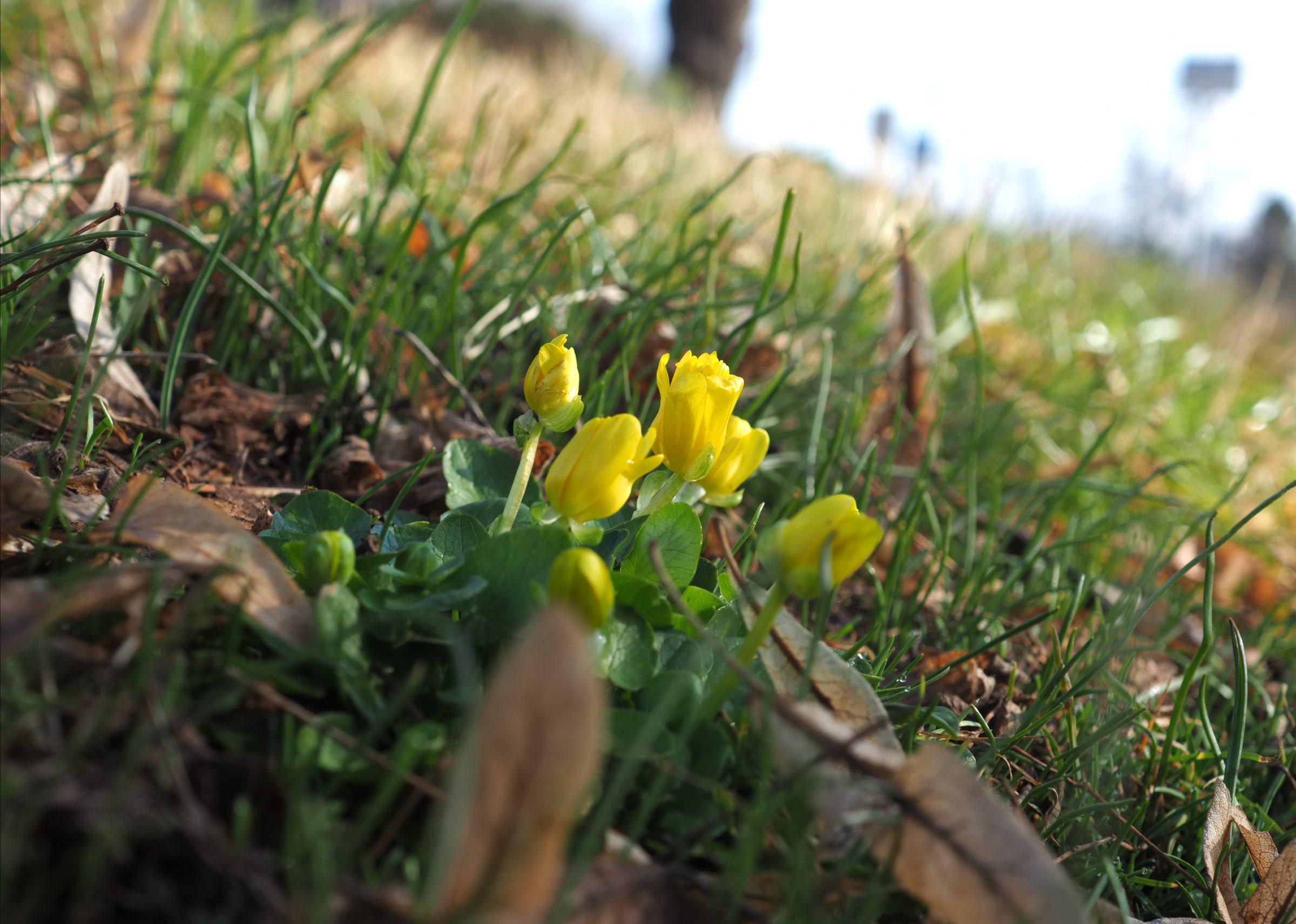 Essling Jazzpark - Ficaria calthifolia.jpg