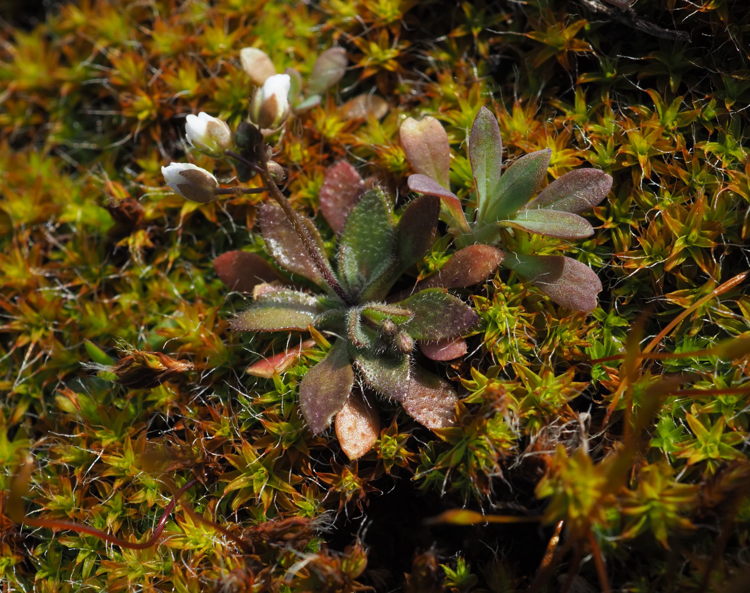 Breitenlee - Draba boerhaavii 1.jpg