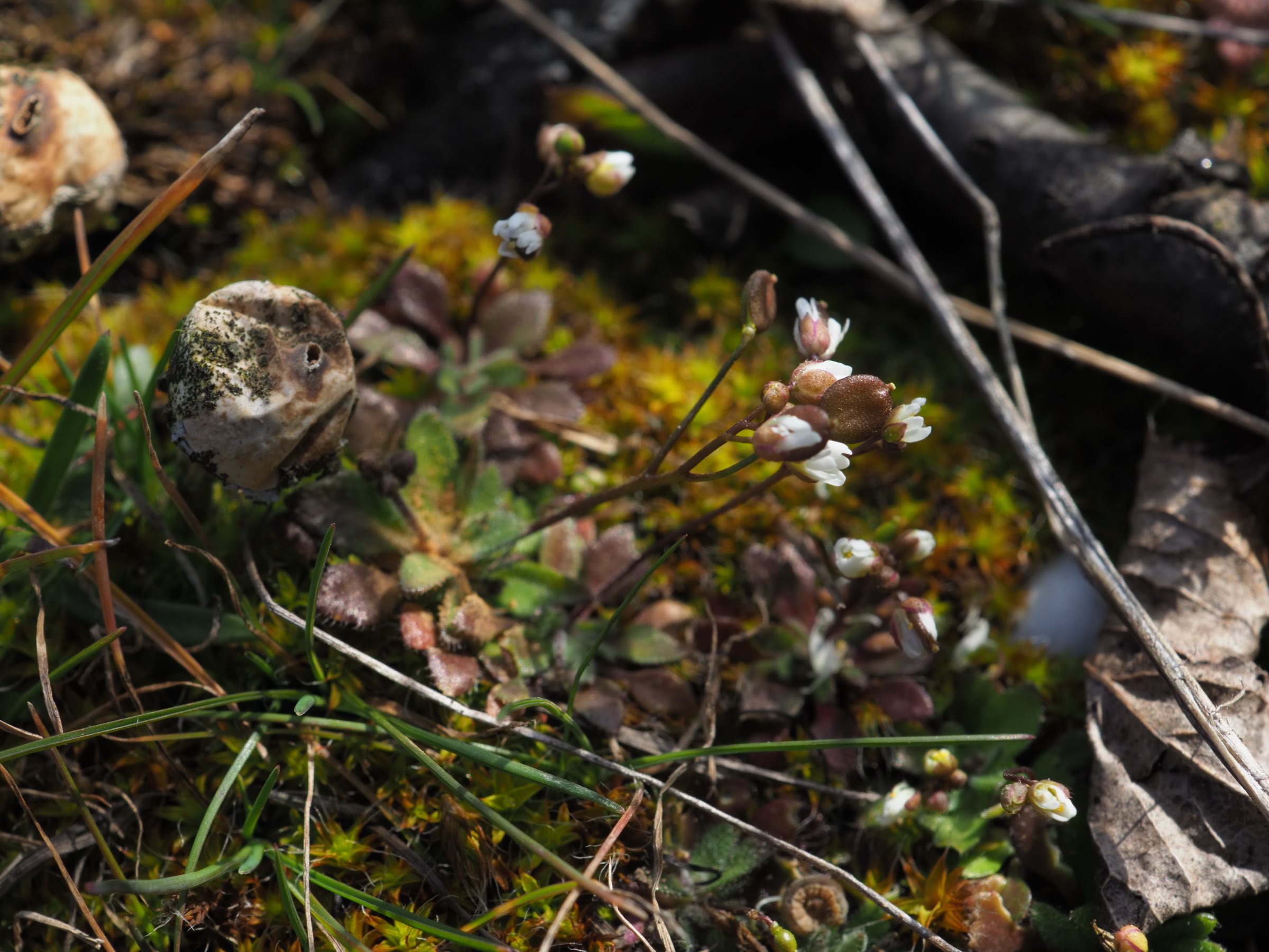 Breitenlee - Draba boerhaavii 2.jpg