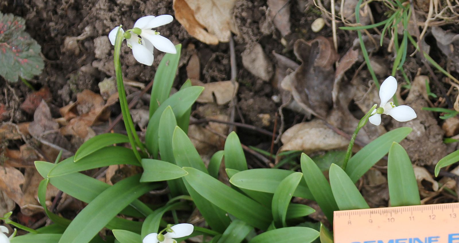 Galanthus woronowii Hartfeldau_20210228_13.jpg