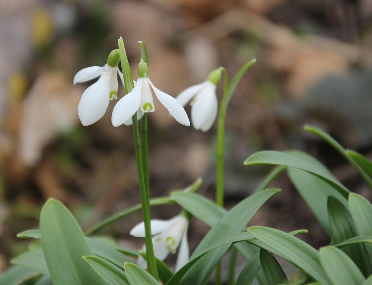 Galanthus woronowii Hartfeldau_20210228_21.jpg