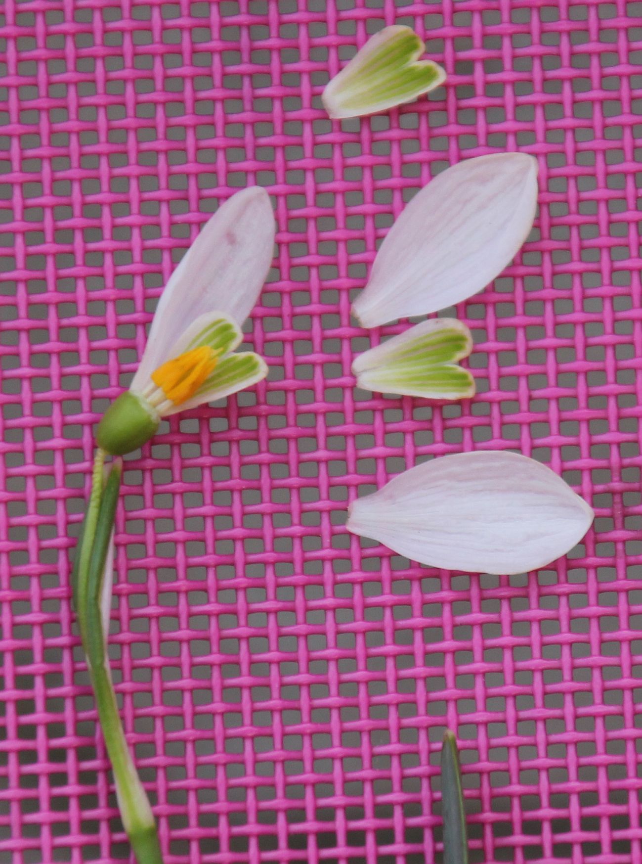 Galanthus nivalis Hartfeldau_20210228_26.jpg