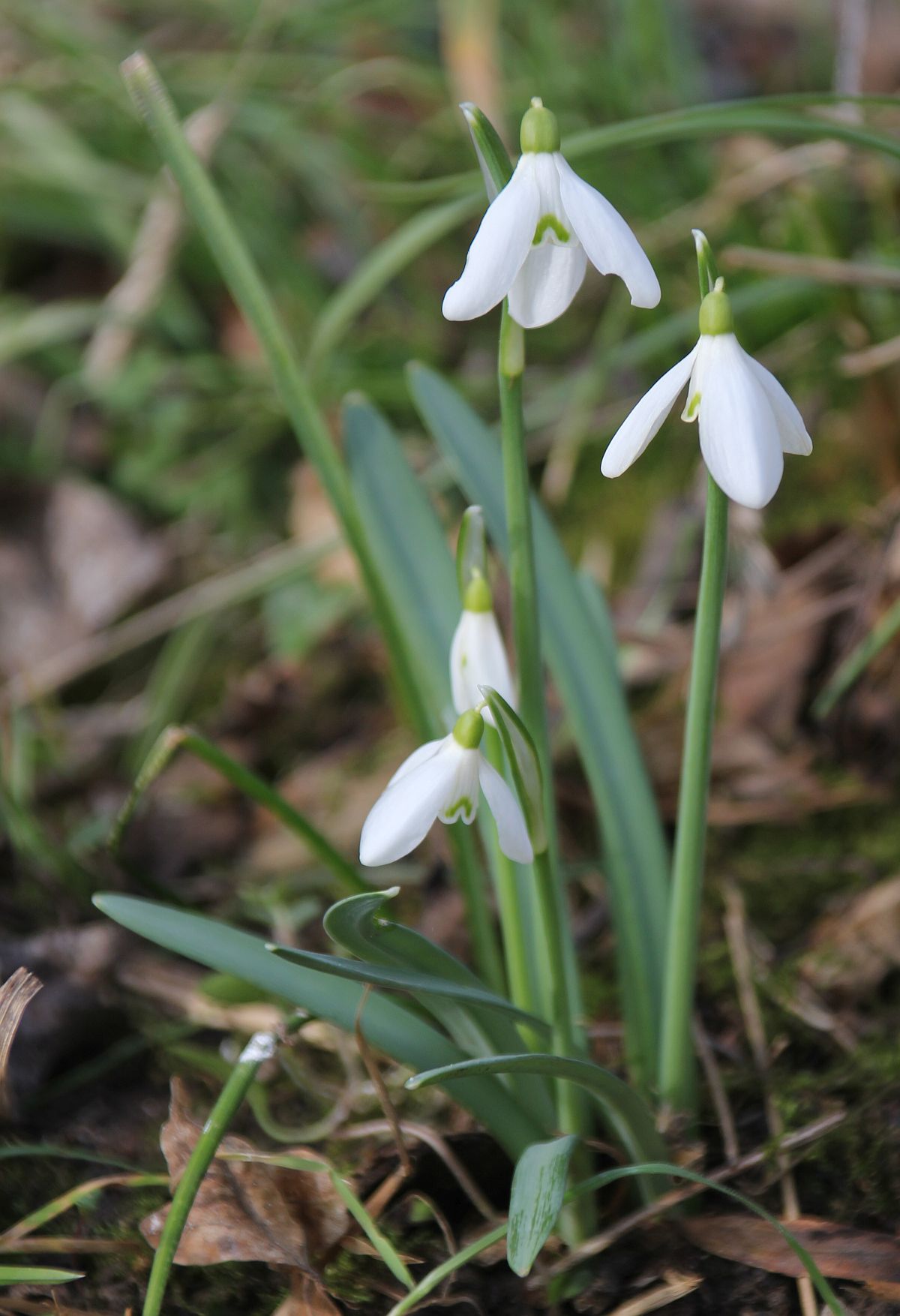 Galanthus nivalis Hartfeldau_20210228_11.jpg