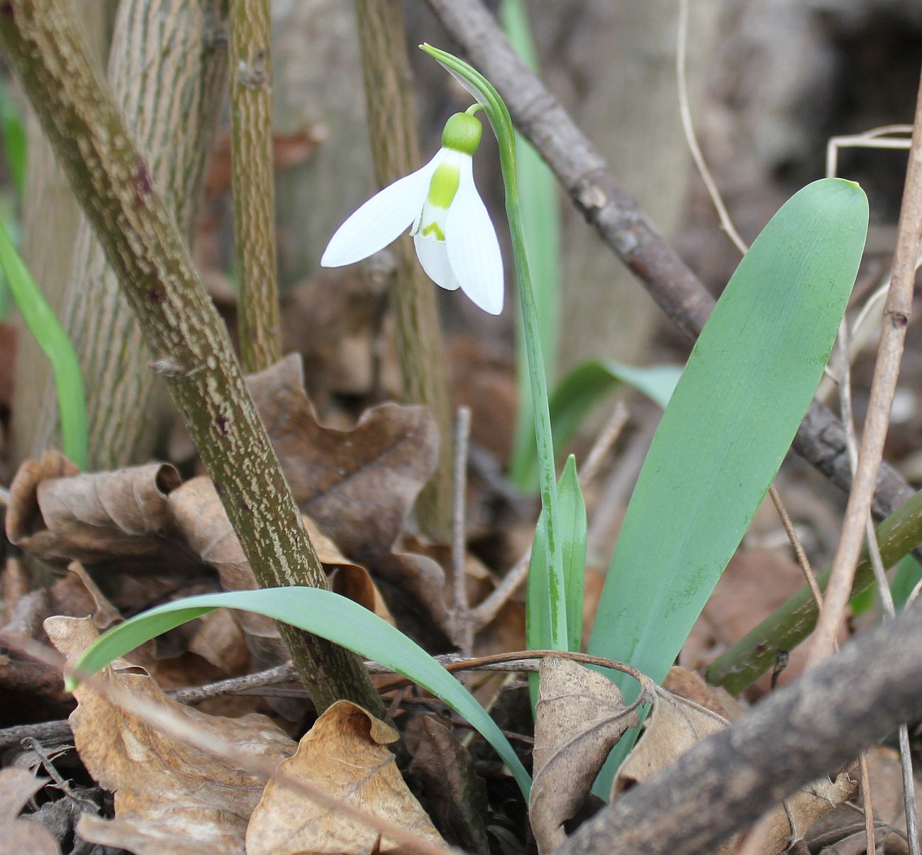 Galanthus_elwesii_Schlosspark_Tribuswinkel_20150306_01.jpg