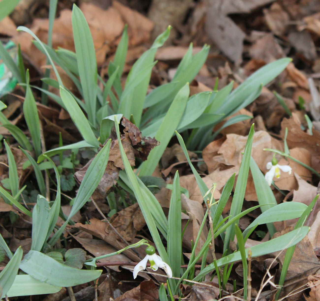 Galanthus_elwesii_Schlosspark_Tribuswinkel_20150306_02.jpg