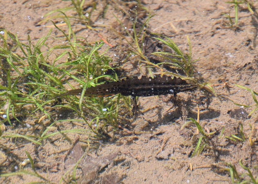 Gföhler-29052020-(45) - Tümpel - Teichmolch - Männchen.JPG