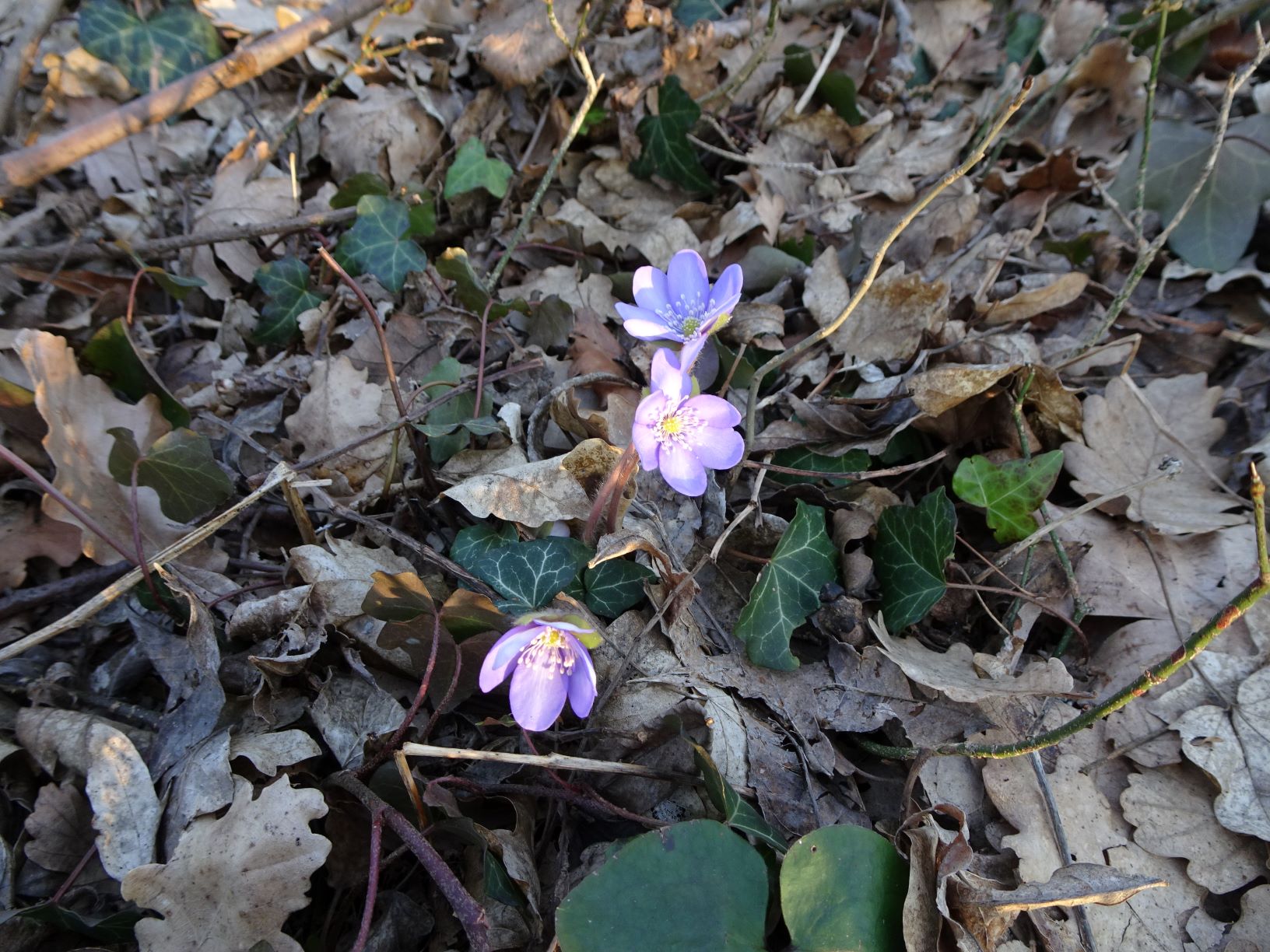 DSC00699 hepatica nobilis, 2021-03-01, spitzerberg.JPG
