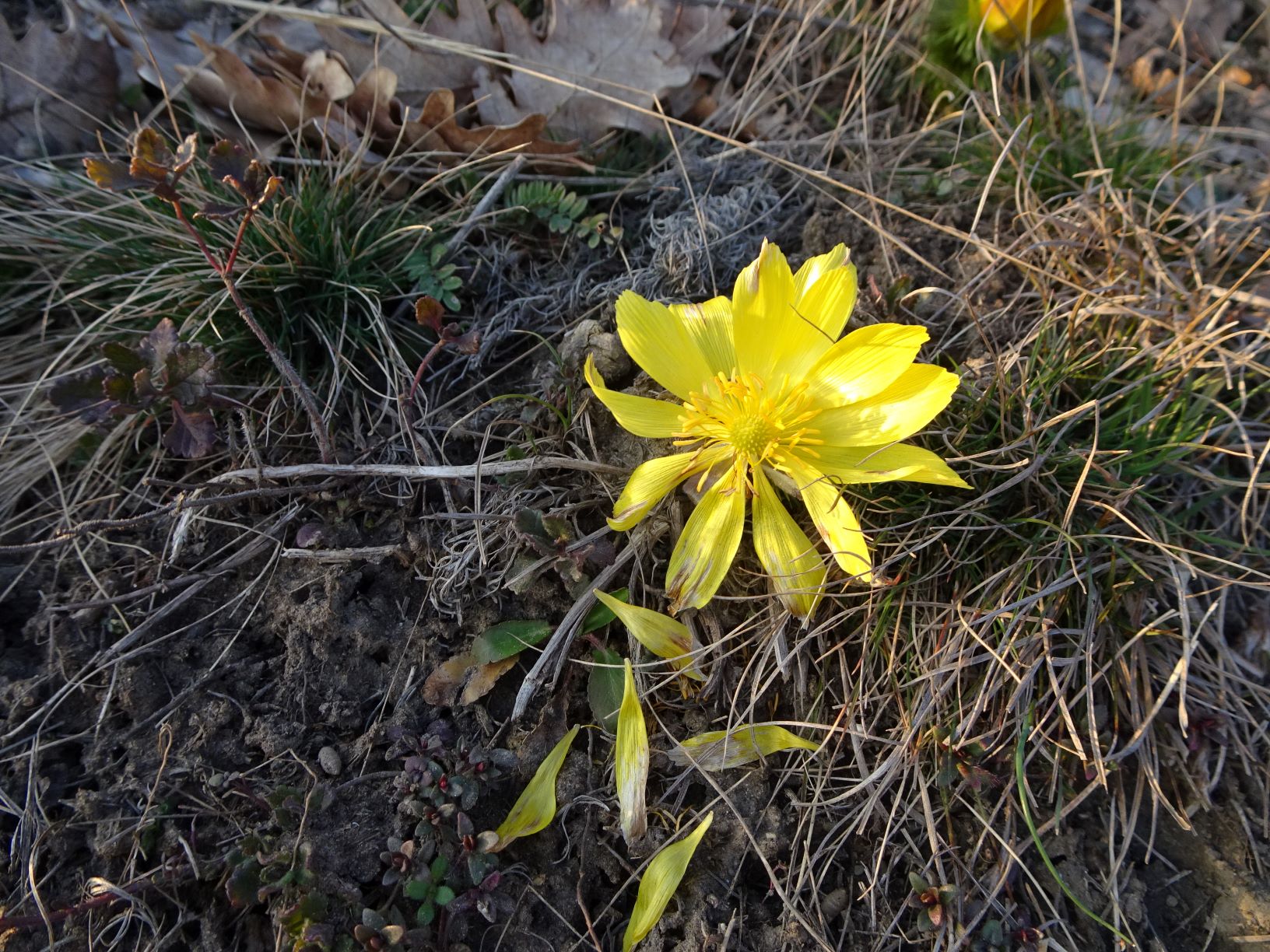 DSC00706 adonis vernalis, 2021-03-01, spitzerberg.JPG