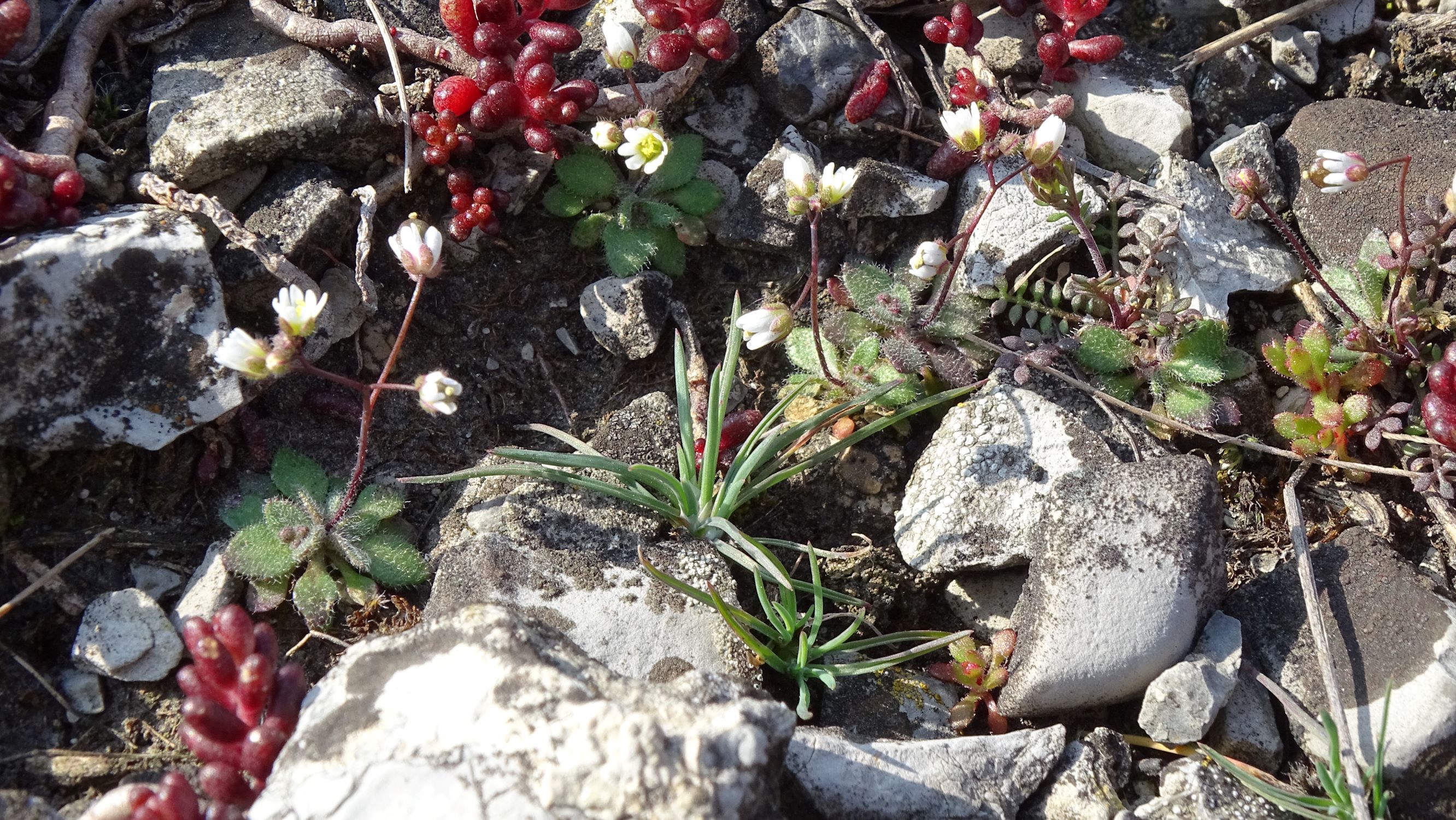 DSC01941 2021-03-01, spitzerberg, sedum album, draba verna agg., saxifraga tridactylites, hornungia petraea, cf. poa badensis.JPG