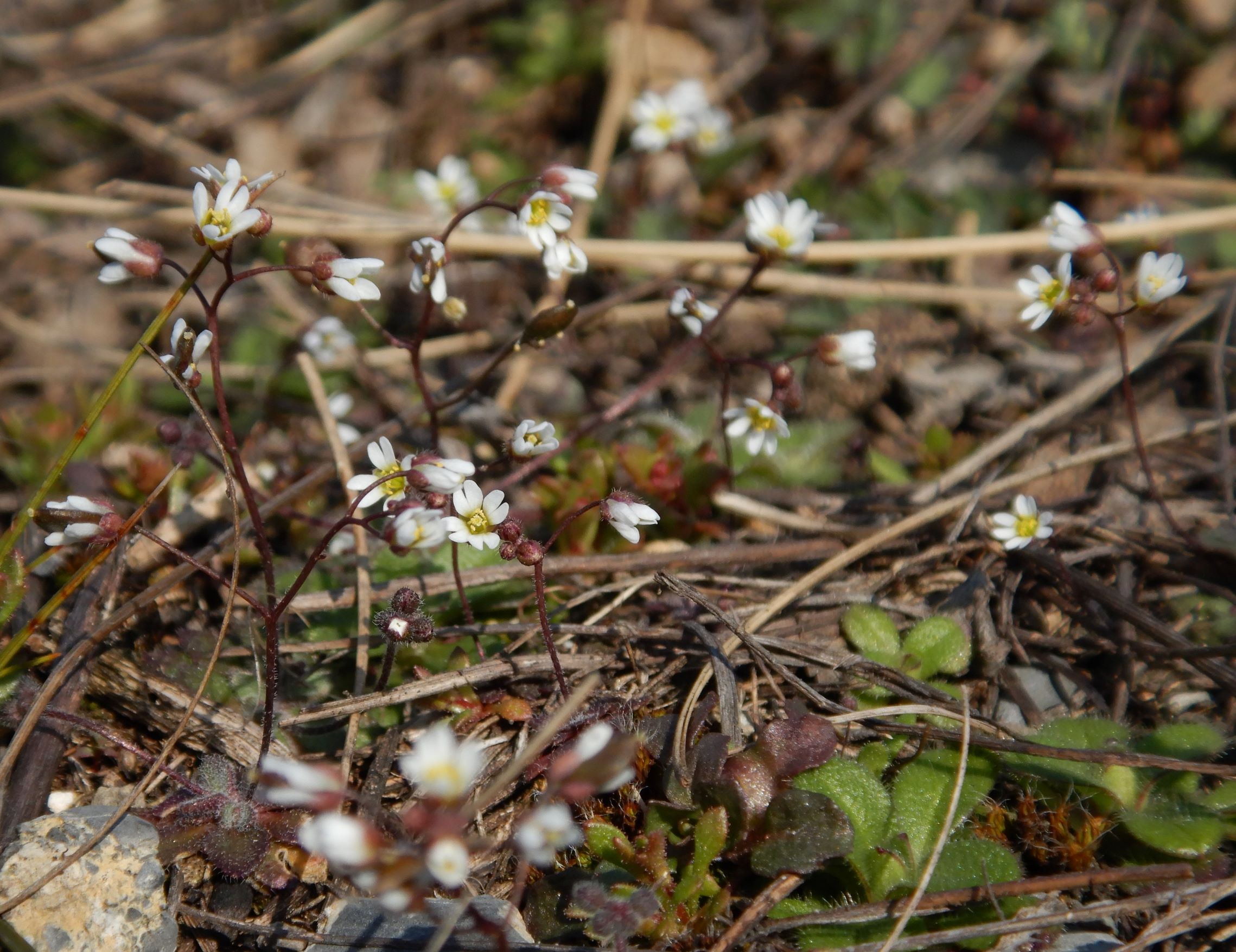 DSCN1240 (2) 2021-03-01, spitzerberg, draba verna agg..JPG