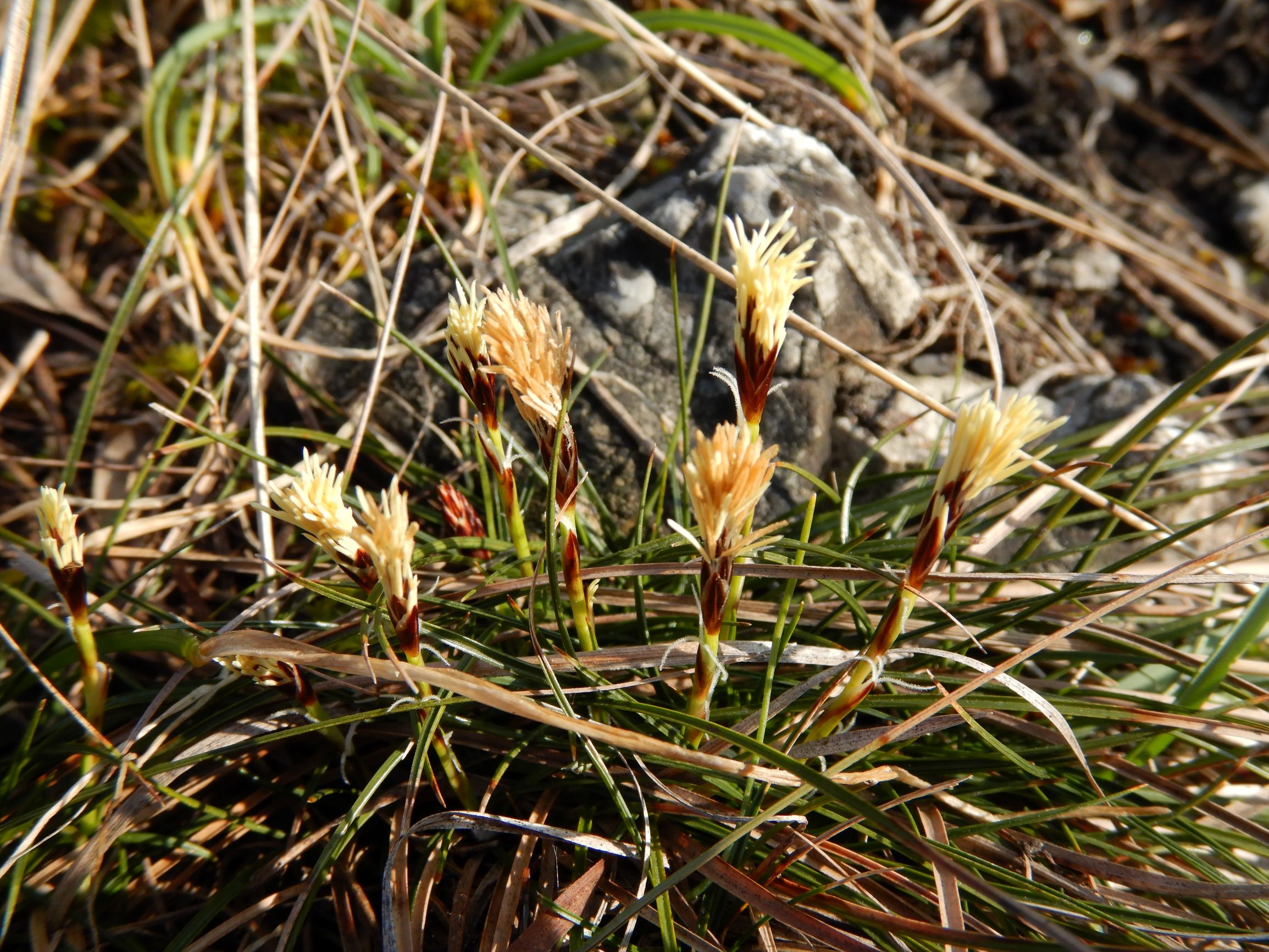 DSCN1170 2021-03-01, spitzerberg, carex humilis.JPG