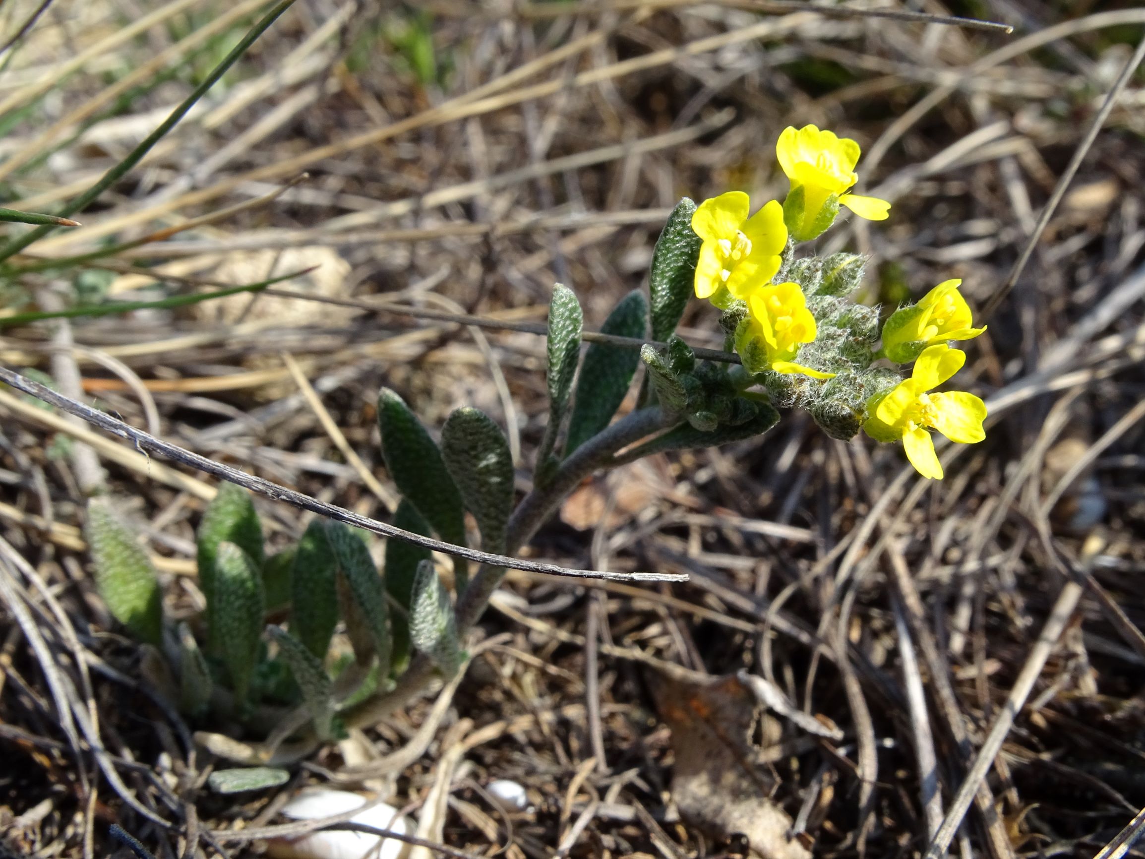 DSC01899 2021-03-01, spitzerberg, alyssum montanum.JPG